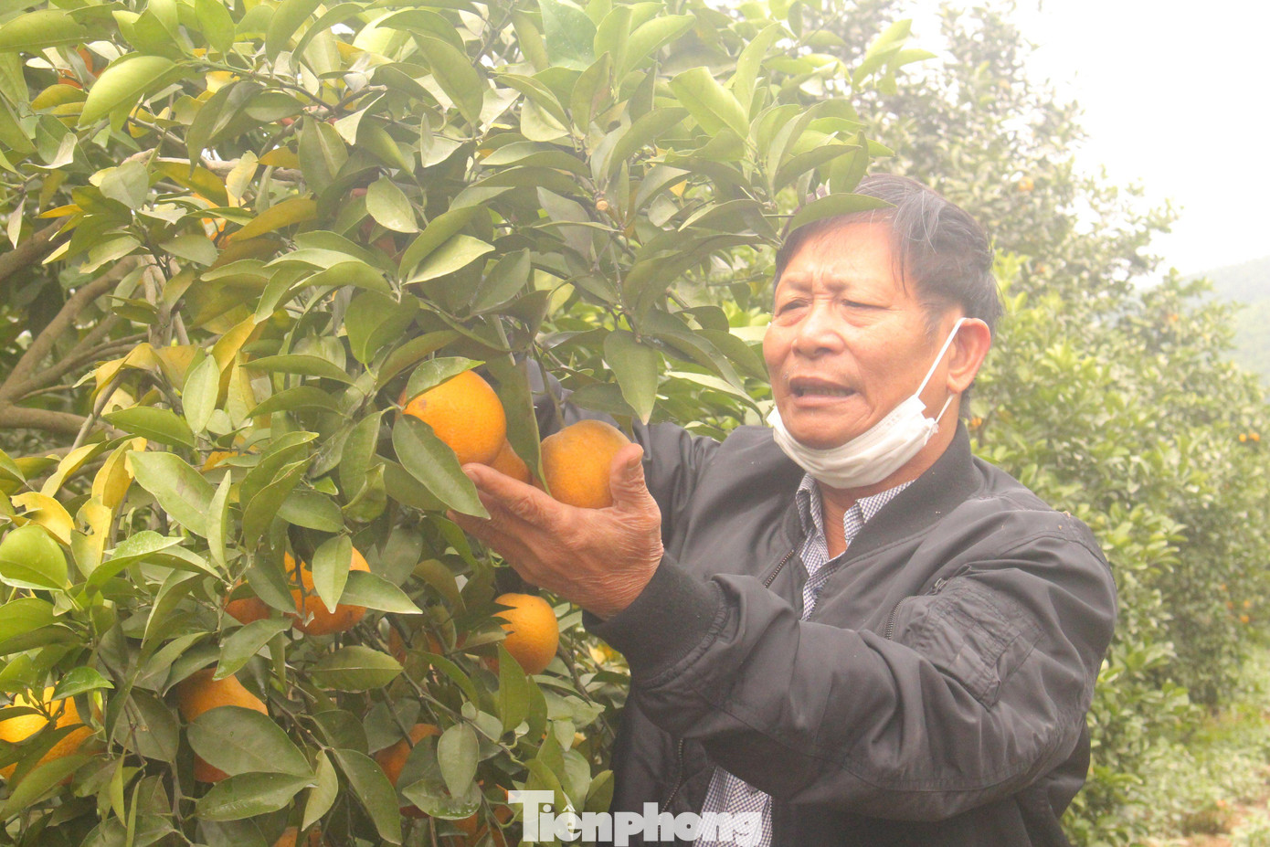 Gia đình ông Trương Văn Biên (SN 1958, trú xã Đồng Thành) có hơn 5 ha trồng cam. Vườn cam của ông được chia làm nhiều loại: A, B, C; mỗi loại lại một giá khác nhau, tùy vào đường kính, màu sắc, cân nặng. Gia đình ông Trương Văn Biên (SN 1958, trú xã Đồng Thành) có hơn 5 ha trồng cam. Vườn cam của ông được chia làm nhiều loại: A, B, C; mỗi loại lại một giá khác nhau, tùy vào đường kính, màu sắc, cân nặng.