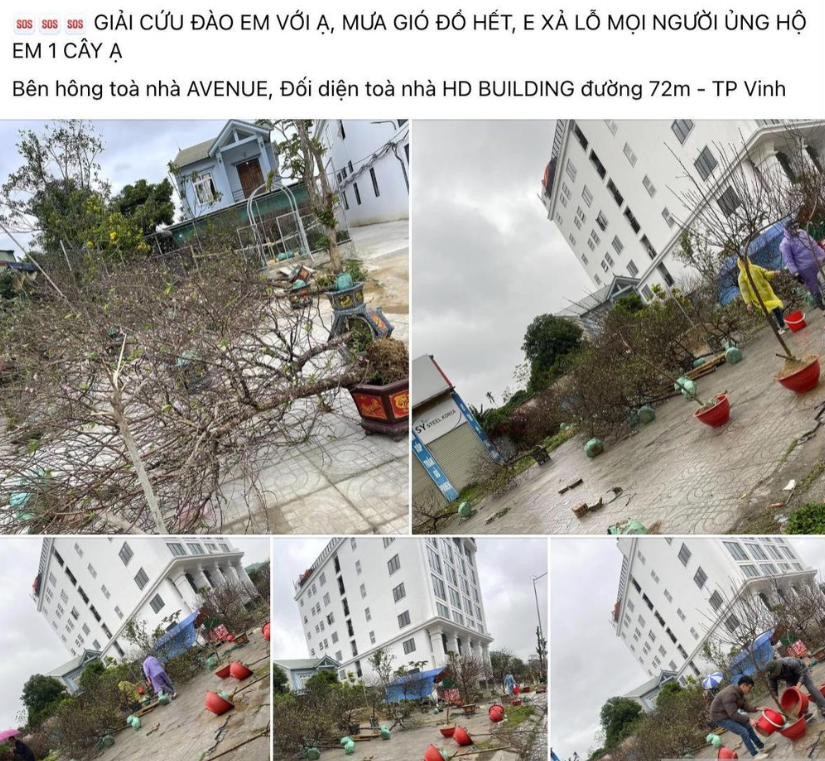 Trên mạng xã hội đã bắt đầu kêu gọi "giải cứu".