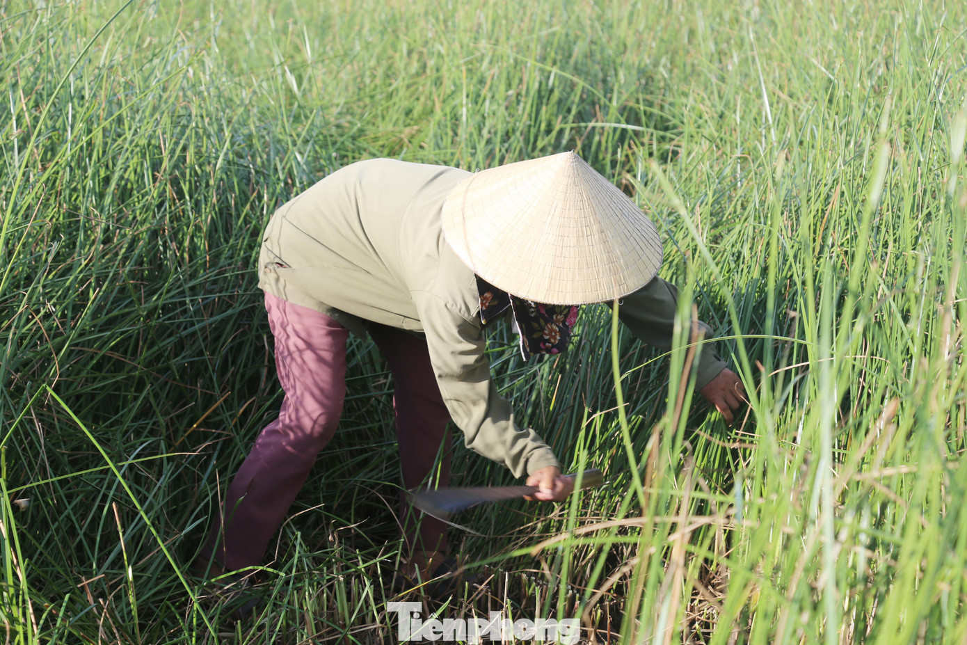 Cây cói được chặt khỏi gốc bằng một chiếc dao rựa sắc lẹm, sau đó giũ mạnh để loại sạch cỏ rác và tách những lớp cói ngắn ra để riêng.