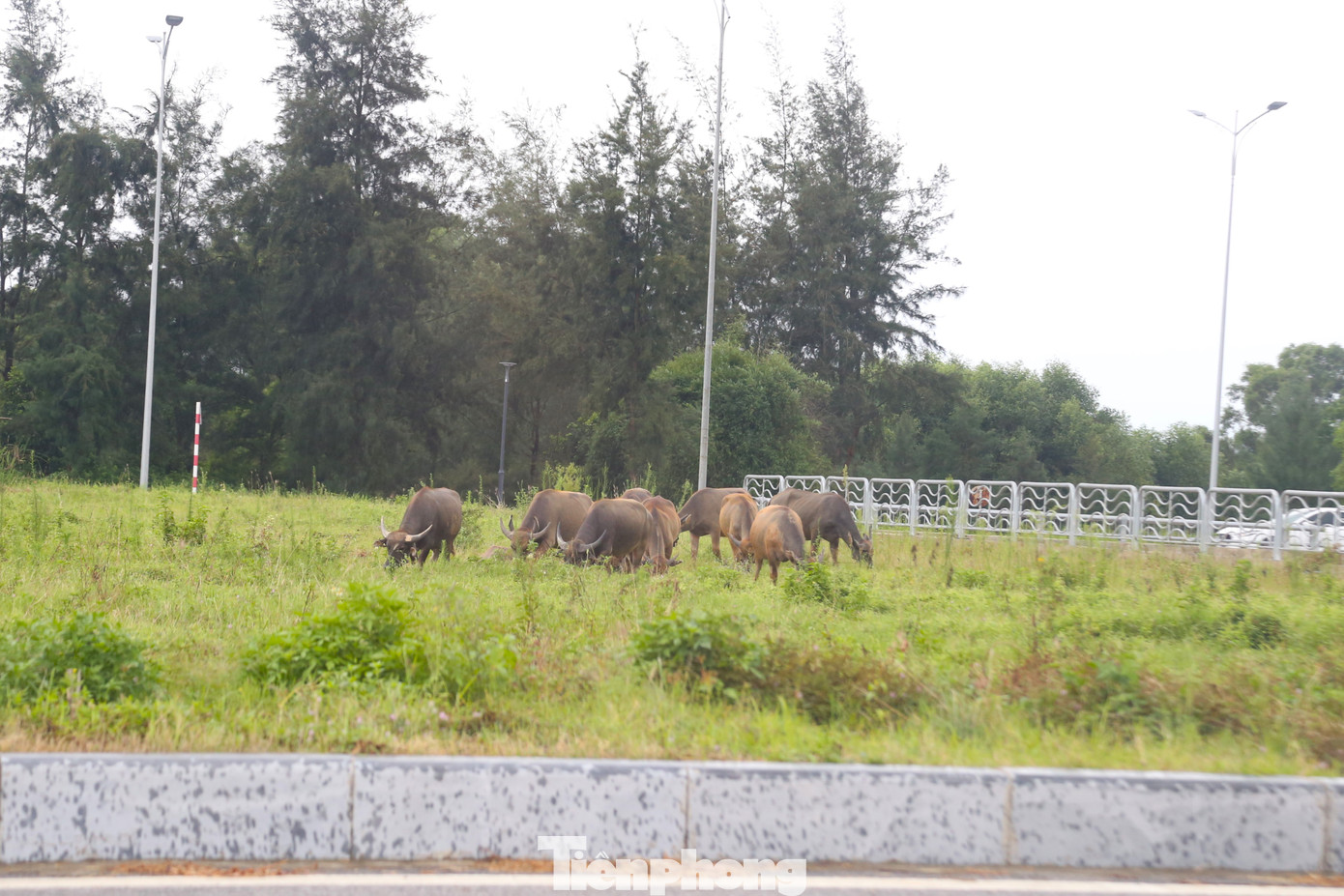 Theo quan sát, dải phân cách giữa của tuyến đại lộ Vinh - Cửa Lò có thảm cỏ khá tốt nên thay vì chăn thả trâu, bò ở những cánh đồng hai bên đại lộ, người dân đã dắt trâu, bò vào dải phân cách giữa này để cho ăn.
