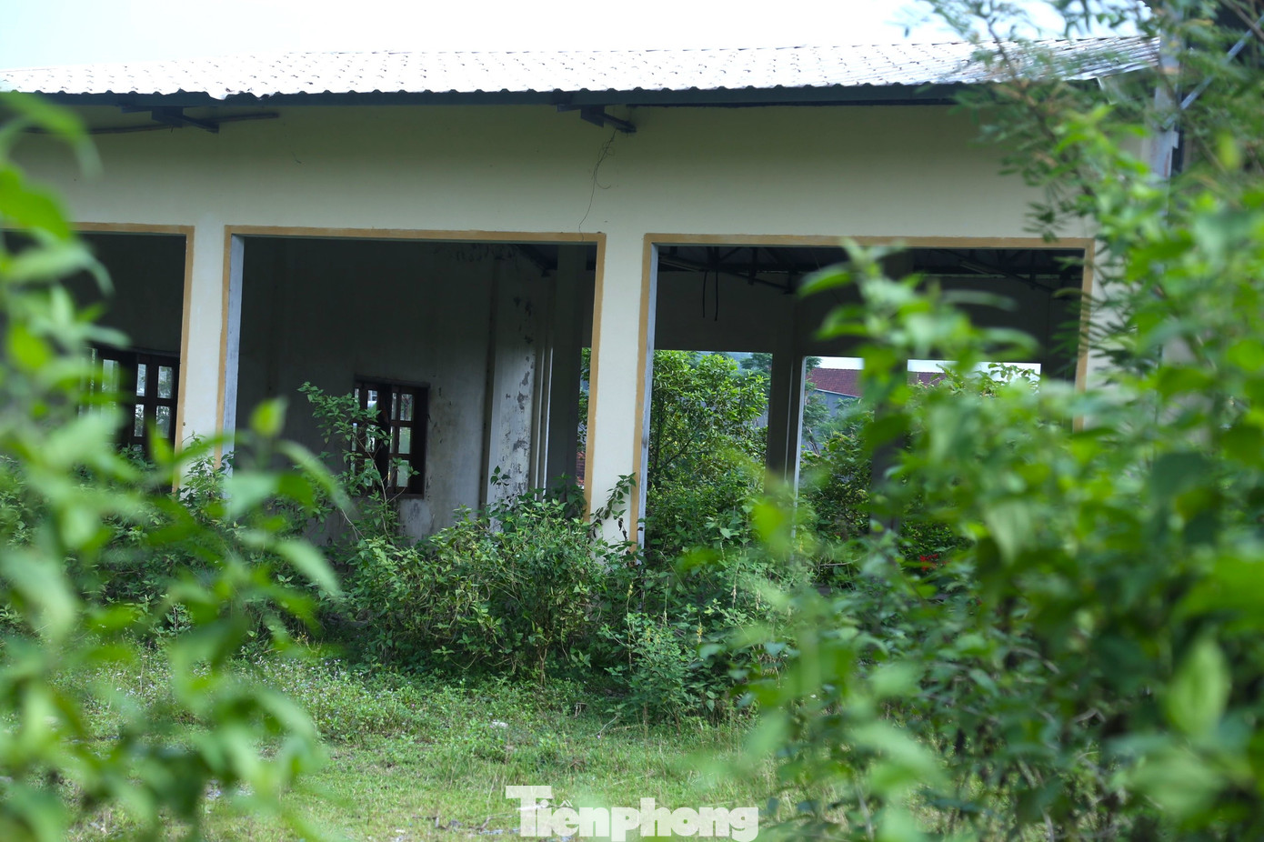 Cỏ dại mọc um tùm.