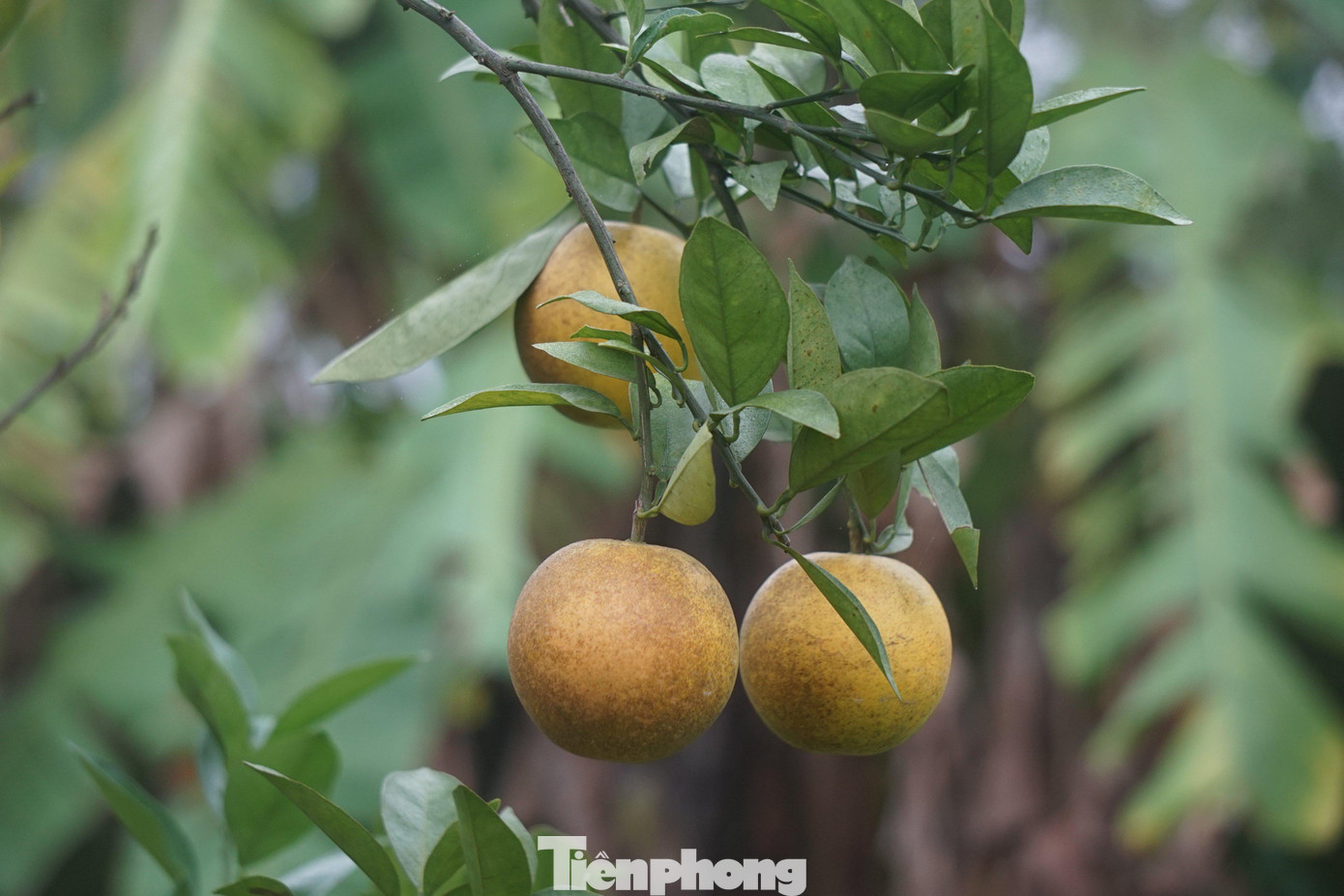 “Cây rụng ít thì khoảng 60-70% lượng quả. Có những cây rụng hết sạch, không còn quả nào. Cá biệt có nhiều cây cam chết khô, tôi đã phải đào gốc bỏ đi, mua cây giống mới trồng thay thế. Sắp vào vụ Tết nhưng chẳng có quả mà bán. Công sức cả năm chăm sóc nay chẳng còn gì”, ông Phong buồn bã. “Cây rụng ít thì khoảng 60-70% lượng quả. Có những cây rụng hết sạch, không còn quả nào. Cá biệt có nhiều cây cam chết khô, tôi đã phải đào gốc bỏ đi, mua cây giống mới trồng thay thế. Sắp vào vụ Tết nhưng chẳng có quả mà bán. Công sức cả năm chăm sóc nay chẳng còn gì”, ông Phong buồn bã.