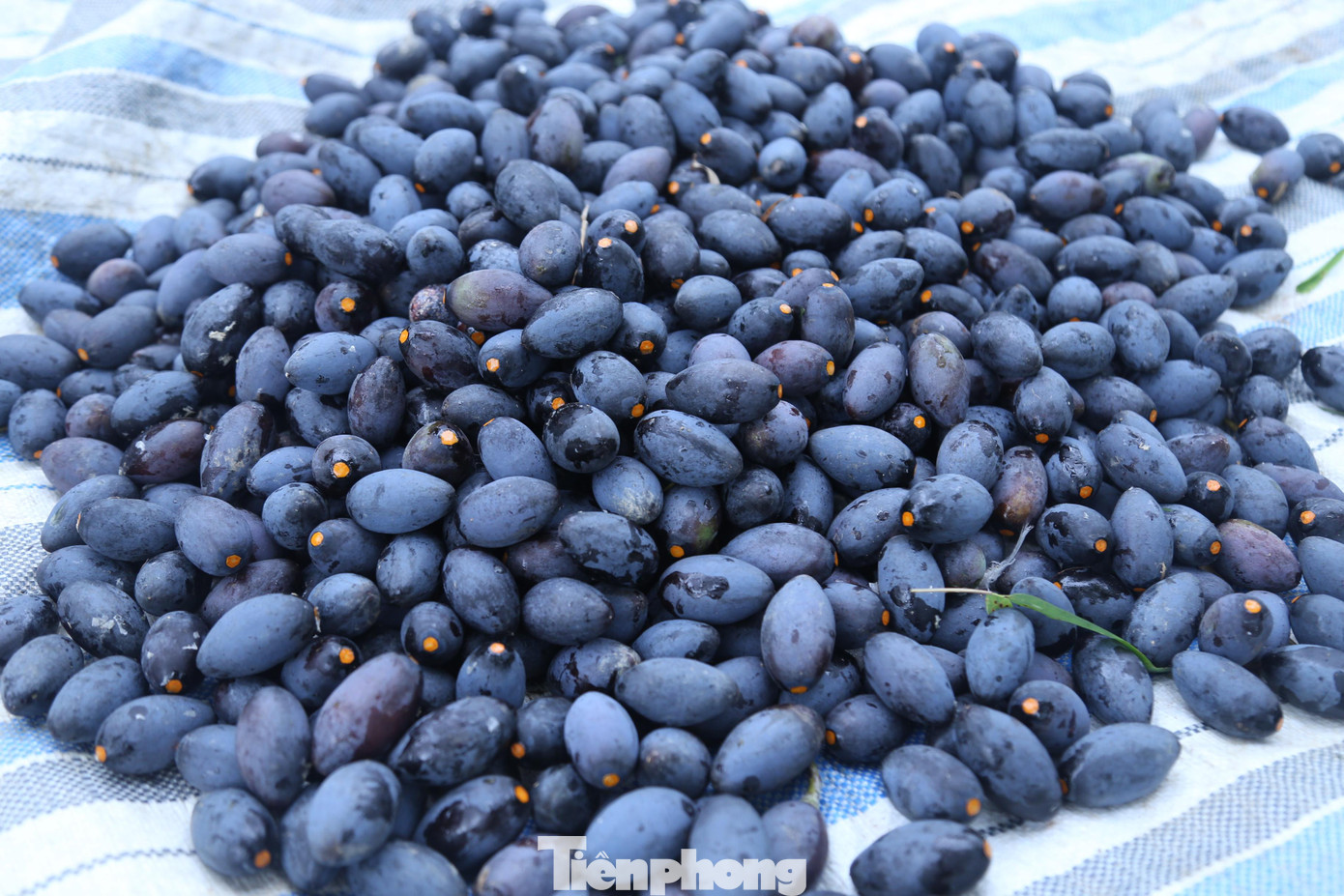 Ông Trần Văn Kỷ - Chủ tịch Hội nông dân xã Phong Thịnh, huyện Thanh Chương cho biết: “Toàn xã có khoảng 1.000 cây trám. Thời điểm này, đang vào chính vụ thu hoạch trám nên nhiều gia đình phải huy động người nhà hoặc thuê người trèo hái, nhặt trám, sau đó thương lái đến tận nơi thu mua. Những năm qua, trám đen mang lại nguồn thu nhập tốt cho bà con nông dân”.