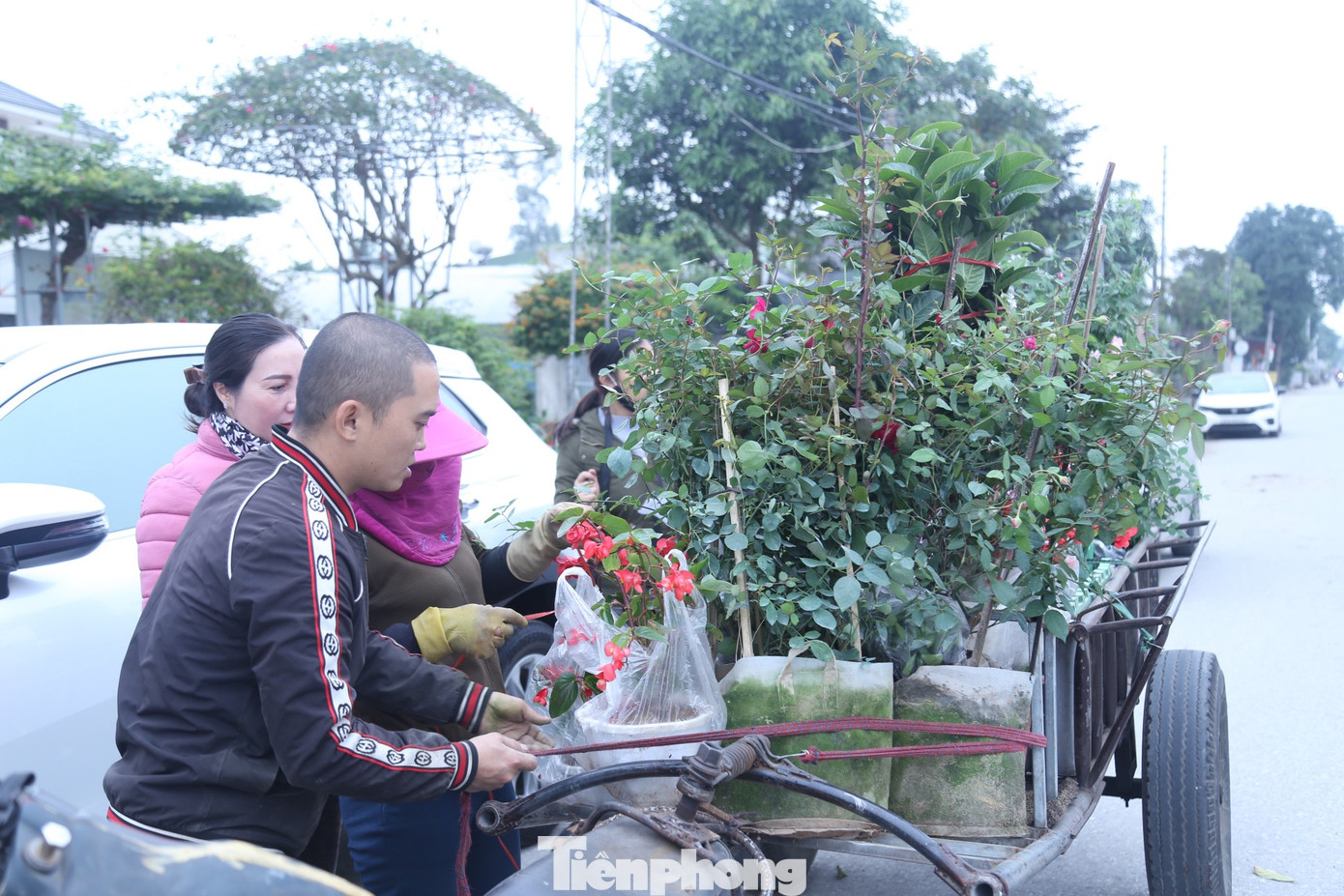 Ưu điểm của các loài hoa này là nở trong một thời gian dài, ít công chăm sóc nên có thể mua về chưng Tết từ sớm.