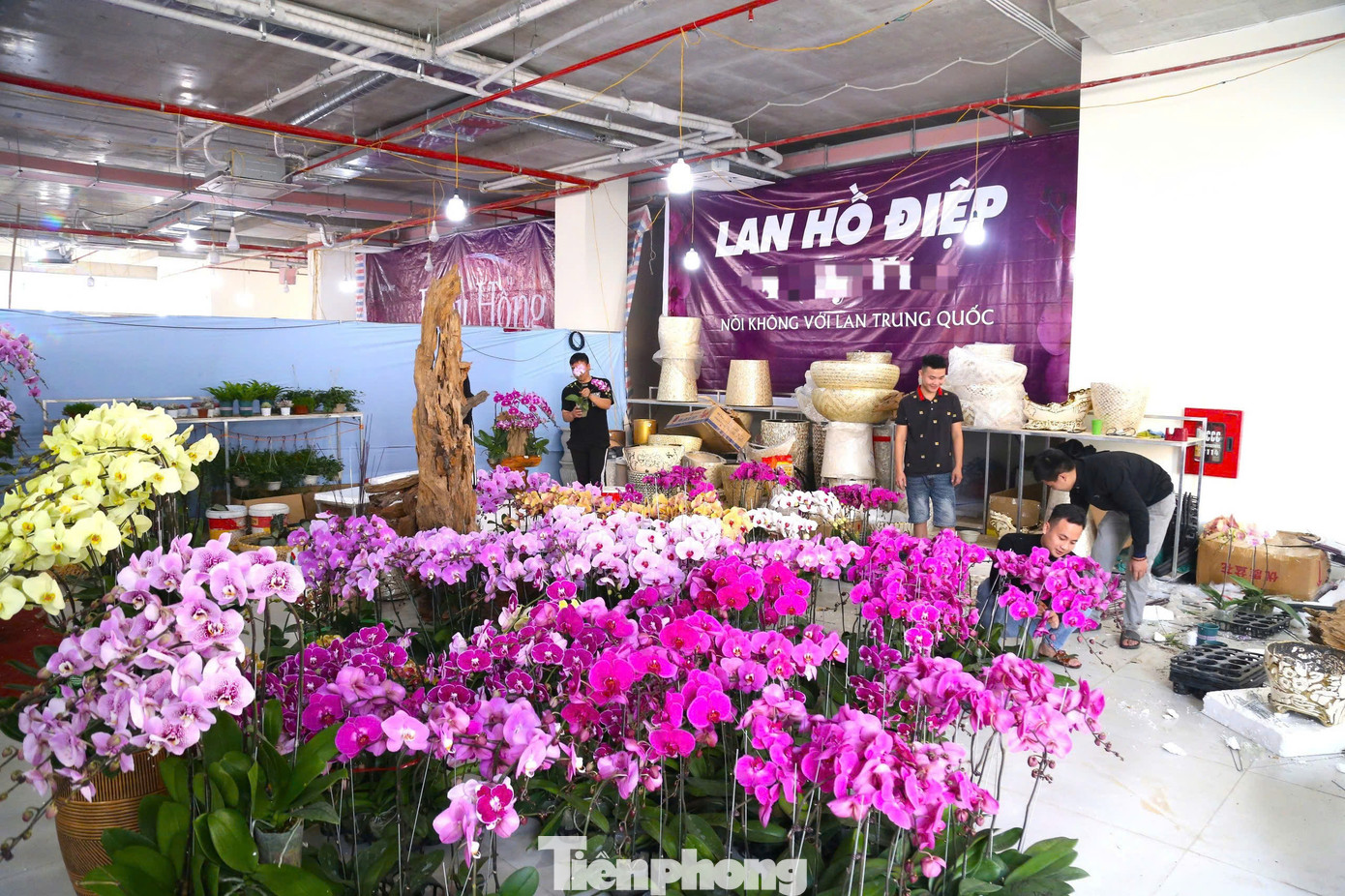 Chị Phạm Thị Thủy (chủ cơ sở kinh doanh hoa lan trên đường Lê Nin, thành phố Vinh, Nghệ An) cho biết năm nay chị nhập gần 20.000 cành lan hồ điệp Đà Lạt với giá từ 200.000 đồng đến 2,5 triệu đồng mỗi cành tùy loại. Để lên chậu, chị phải thuê 3 tốp thợ (15 người) từ các vùng miền. Thợ kết lan trên chất liệu bình gốm, sứ chị thuê từ TP Hồ Chí Minh ra, còn kết bình lan tròn sẽ thuê từ miền Bắc, riêng kết lan trên gỗ lũa thì thuê người dân tộc Tày ở Thanh Hóa.