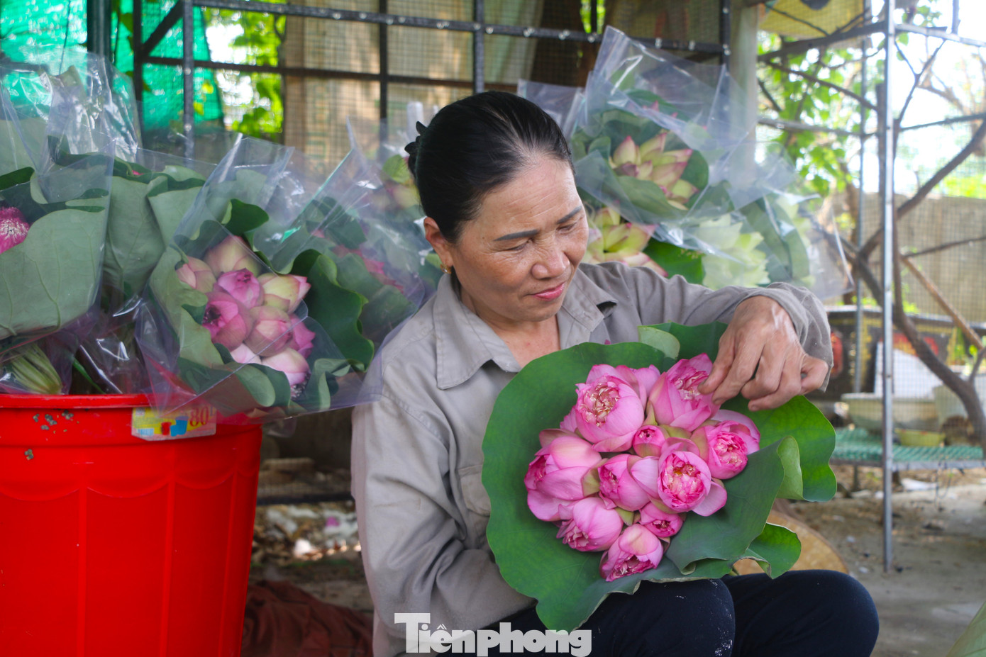 Cây sen không chỉ tạo cảnh quan, thu hút du khách khi về quê Bác mà còn mang lại một nguồn thu nhập ổn định cho người dân địa phương.