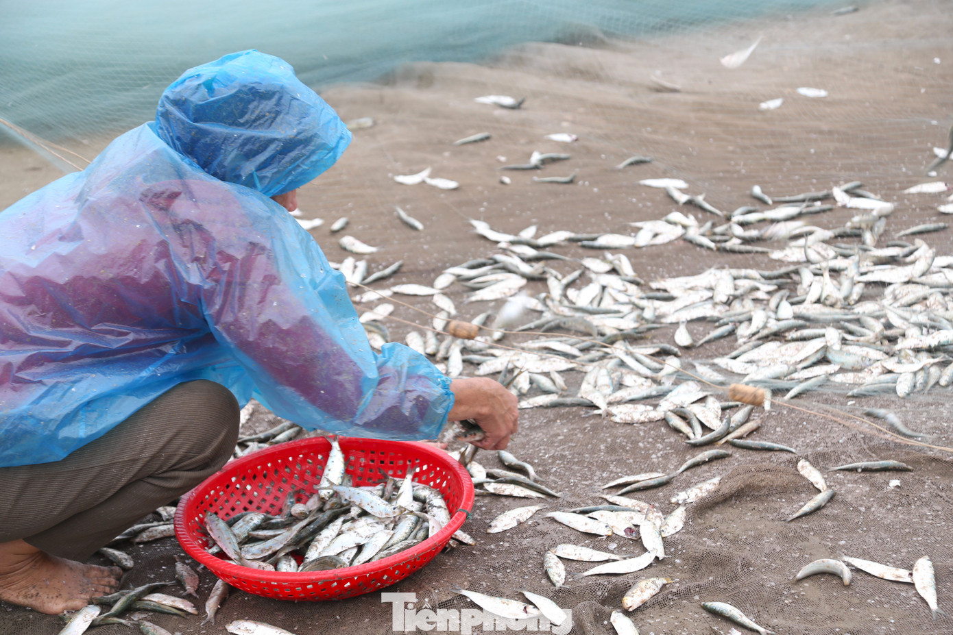 Mỗi khi bè mảng lên tới bờ là có thương lái chờ sẵn để thu mua. Để công việc thu nhặt cá được nhanh gọn, thương lái còn hỗ trợ ngư dân thu nhặt cá.