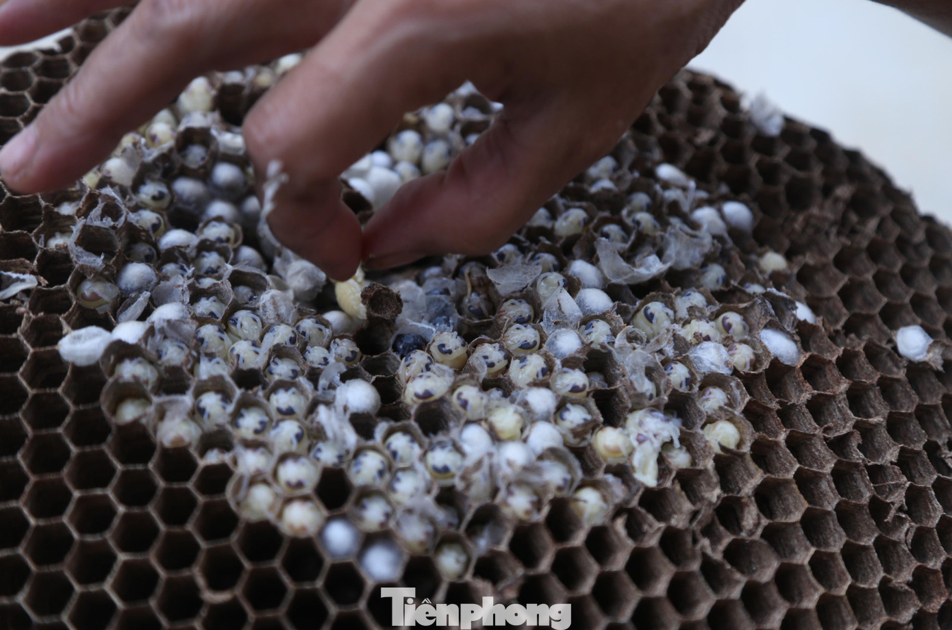 Nhộng ong là thực phẩm bổ dưỡng, có vị ngon, béo bùi và nhiều chất đạm. Tổ ong sau khi thu hoạch có thể bán cho người dân, cho các điểm thu mua hoặc lái buôn sẽ đến mua tận vườn để vận chuyển đi các tỉnh, thành phía Bắc tiêu thụ. Nhộng ong là thực phẩm bổ dưỡng, có vị ngon, béo bùi và nhiều chất đạm. Tổ ong sau khi thu hoạch có thể bán cho người dân, cho các điểm thu mua hoặc lái buôn sẽ đến mua tận vườn để vận chuyển đi các tỉnh, thành phía Bắc tiêu thụ.