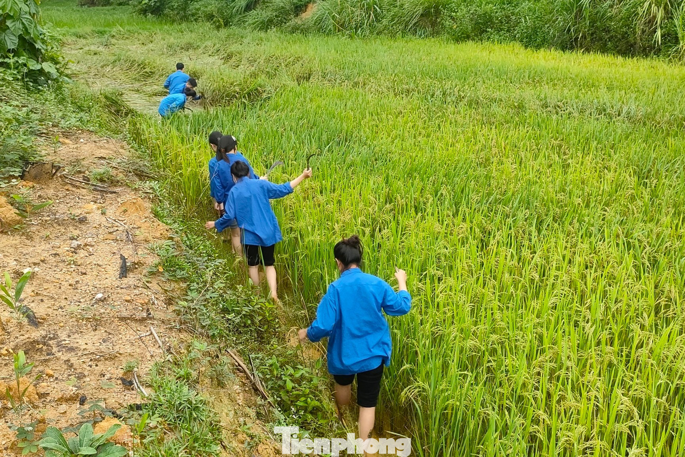 Thu hoạch xong cánh đồng này, đoàn viên thanh niên lại di chuyển qua cánh đồng bên để thu hoạch lúa.