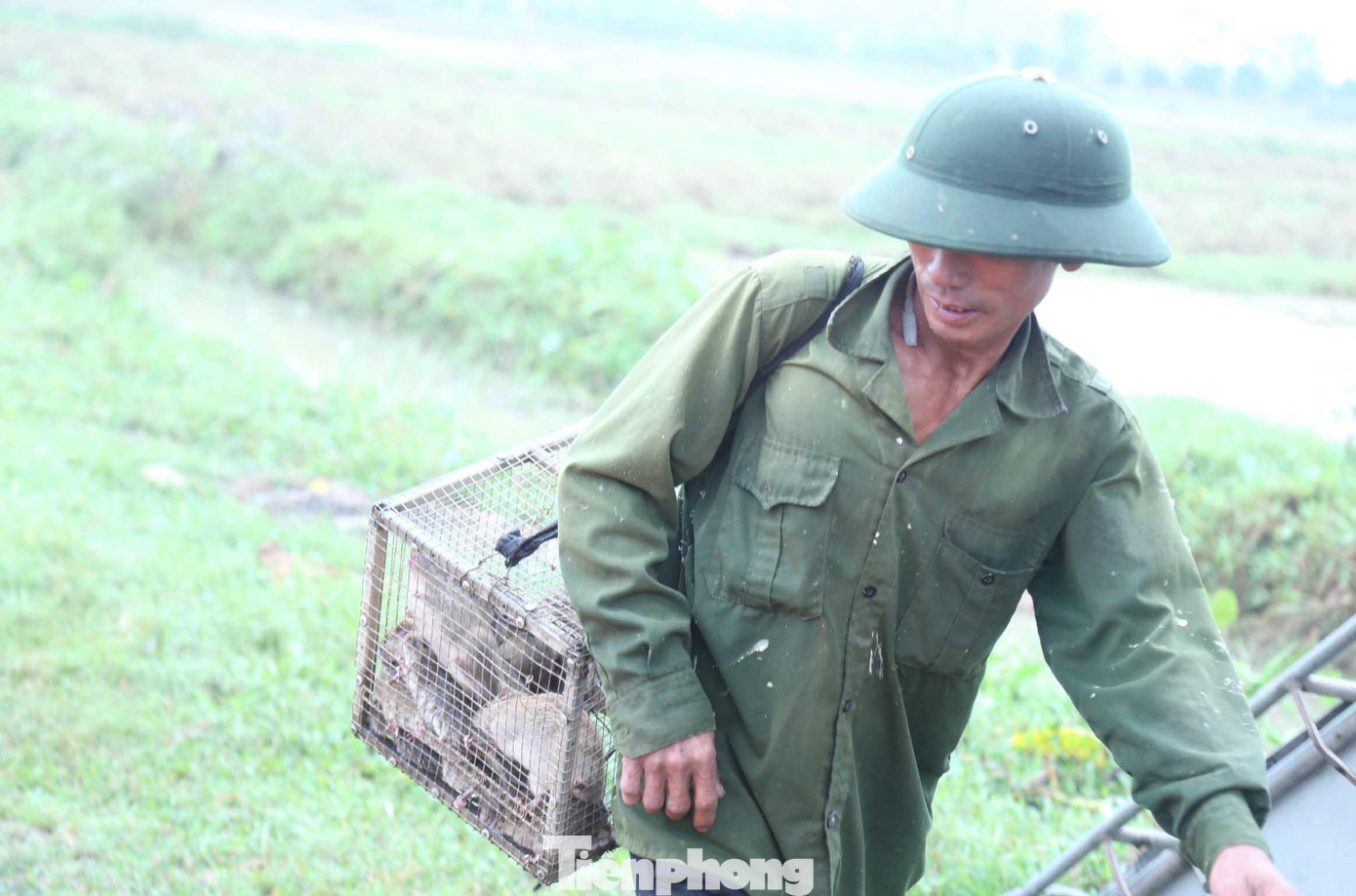 Nghề săn chuột đã có từ lâu đời ở huyện lúa Yên Thành, Nghệ An