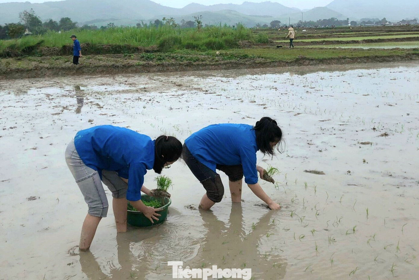 Sau khi cấy xong lúa cho gia đình ông Kiểm, đoàn viên thanh niên đã chia thành các nhóm nhỏ để cấy giúp các gia đình khác. Trong một buổi chiều, nhóm bạn trẻ đã giúp 5 hộ dân cấy lúa.