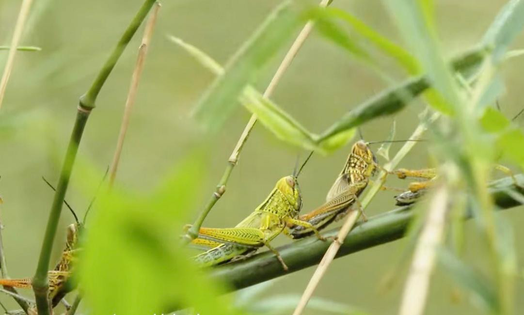 Dịch châu chấu tại huyện Tân Kỳ, Nghệ An