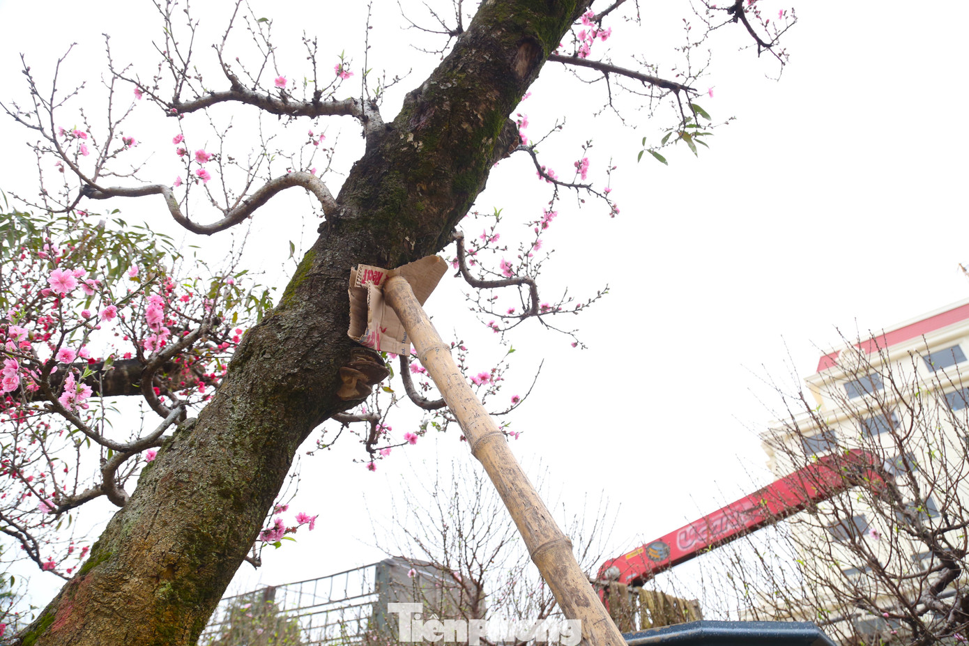 Một số gốc đào cổ thụ phải dùng gậy chống đỡ.