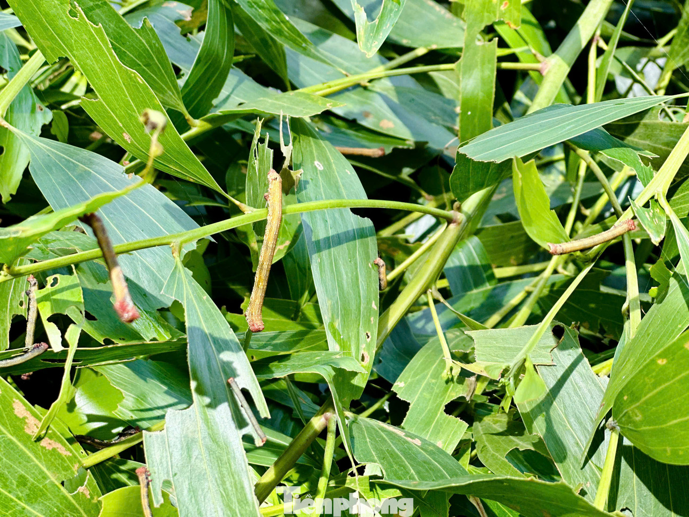 Sâu đo cắn phá lá cây keo