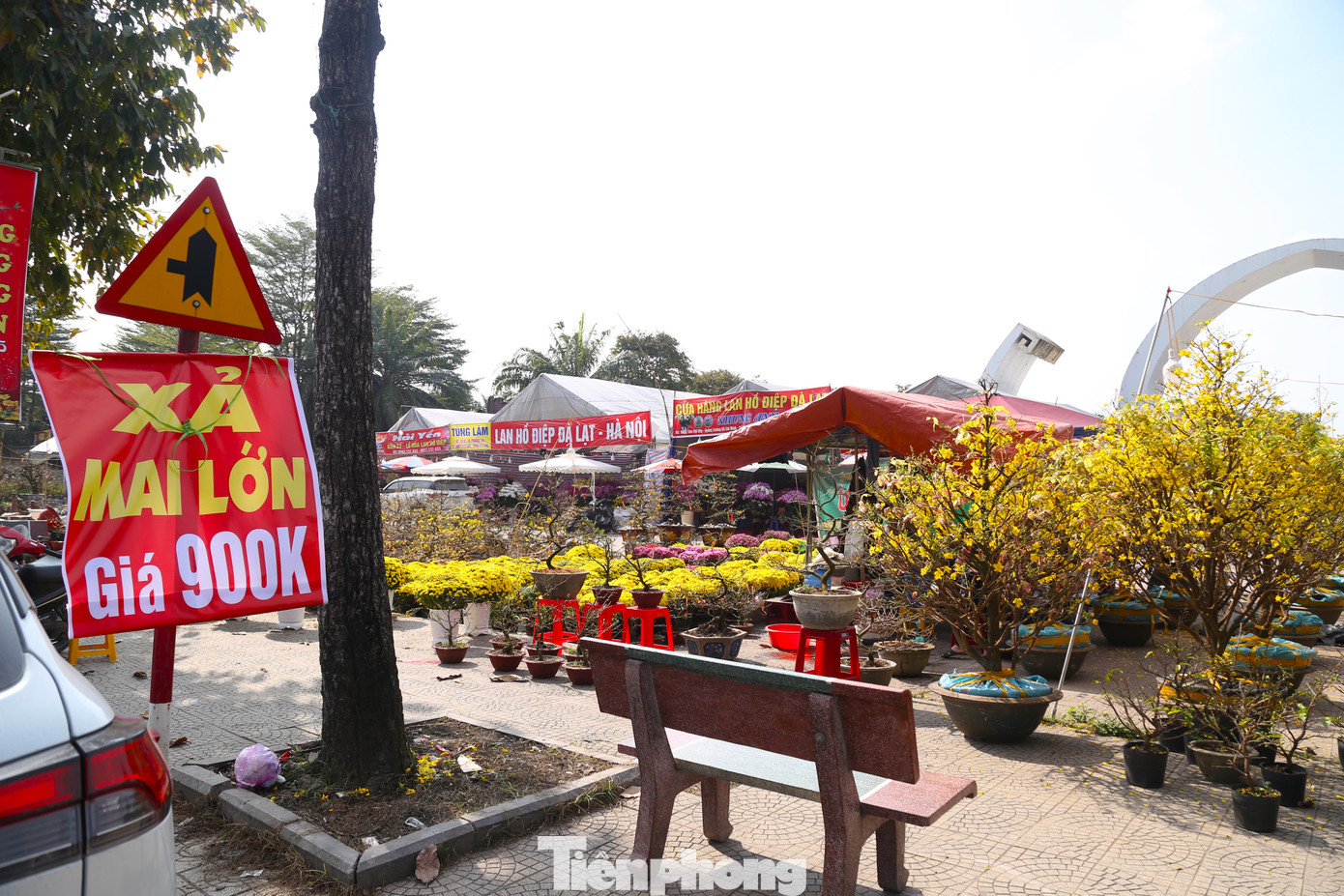 Anh Thuận, một thương lái bán mai trên đường Trường Thi (TP Vinh) cho biết, khoảng 1 tuần nay, nhóm anh 3 người thuê xe chở khoảng 100 chậu mai Bình Định vào TP. Vinh bán Tết. Tuy nhiên, đến nay mới bán được khoảng 20 chậu. “Thời tiết nắng ấm khiến mai nở bung. Những cây mai này thường được bán giá 2-3 triệu đồng/cây, giờ tôi xả đồng giá 900 nghìn đồng nhưng vẫn rất ít khách hỏi mua”, anh Thuận rầu rĩ.