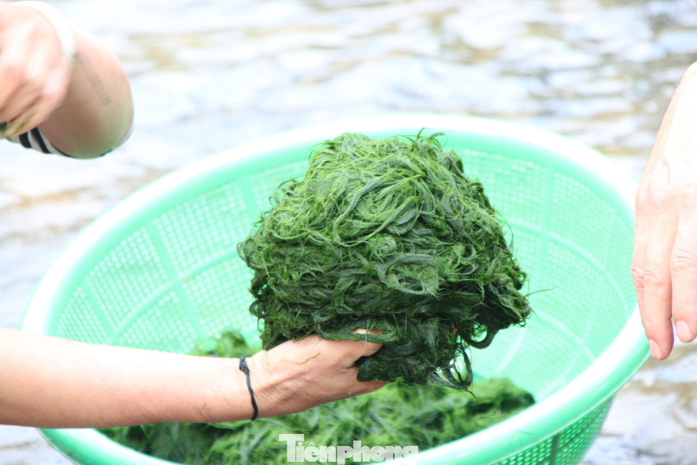 Rêu đá xuất hiện trong những bữa ăn thường ngày của người dân vùng cao Nghệ An. Thời gian gần đây, rêu còn được bán như một thứ đặc sản tại các chợ. 1kg rêu tươi đã làm sạch cát sạn có giá bán khoảng 15.000 – 20.000 đồng.
