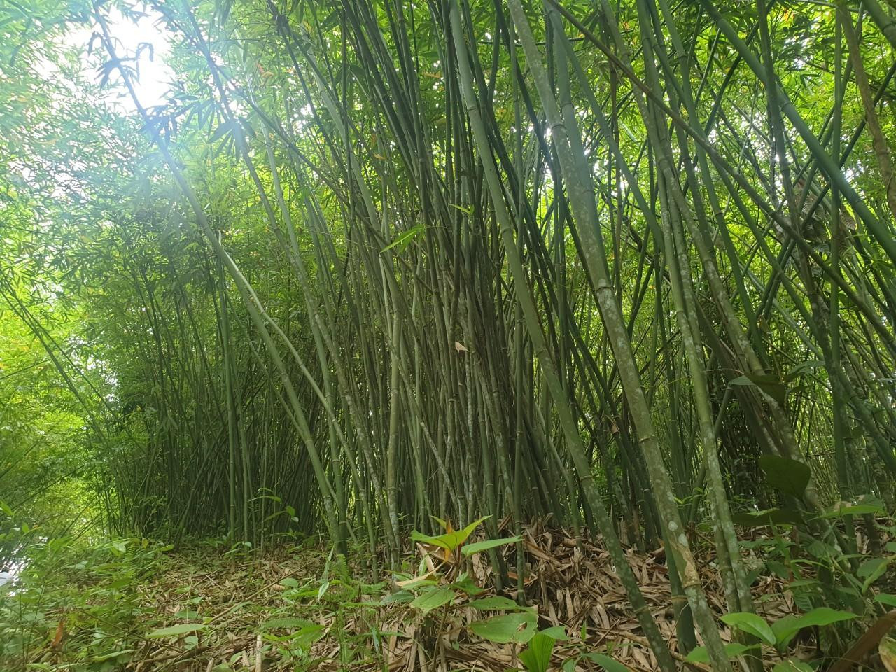 Cây lùng giúp dân miền núi Quế Phong, Nghệ An xóa đói giảm nghèo bền vững Cây lùng giúp dân miền núi Quế Phong, Nghệ An xóa đói giảm nghèo bền vững