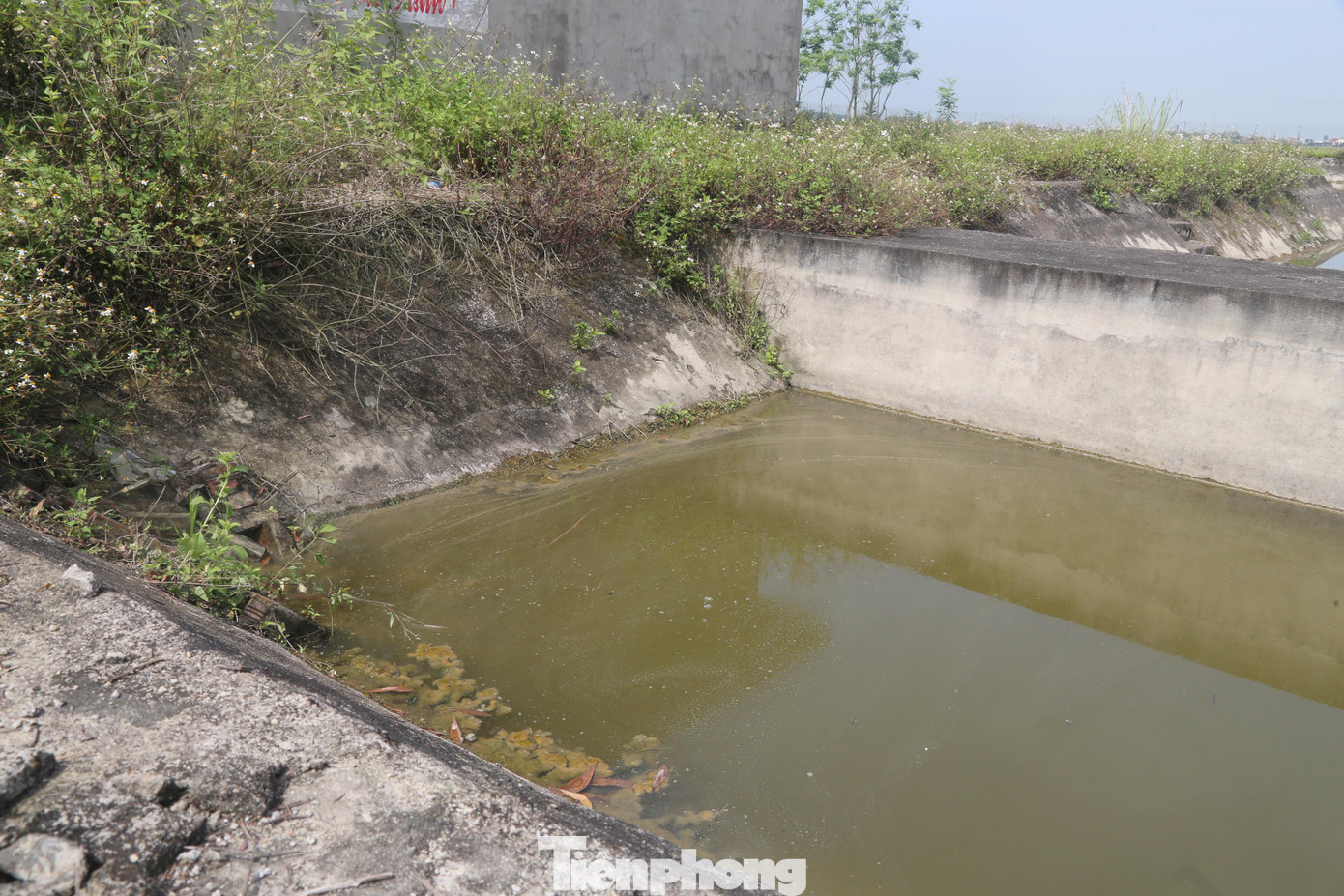 Nước trong hồ bị ô nhiễm