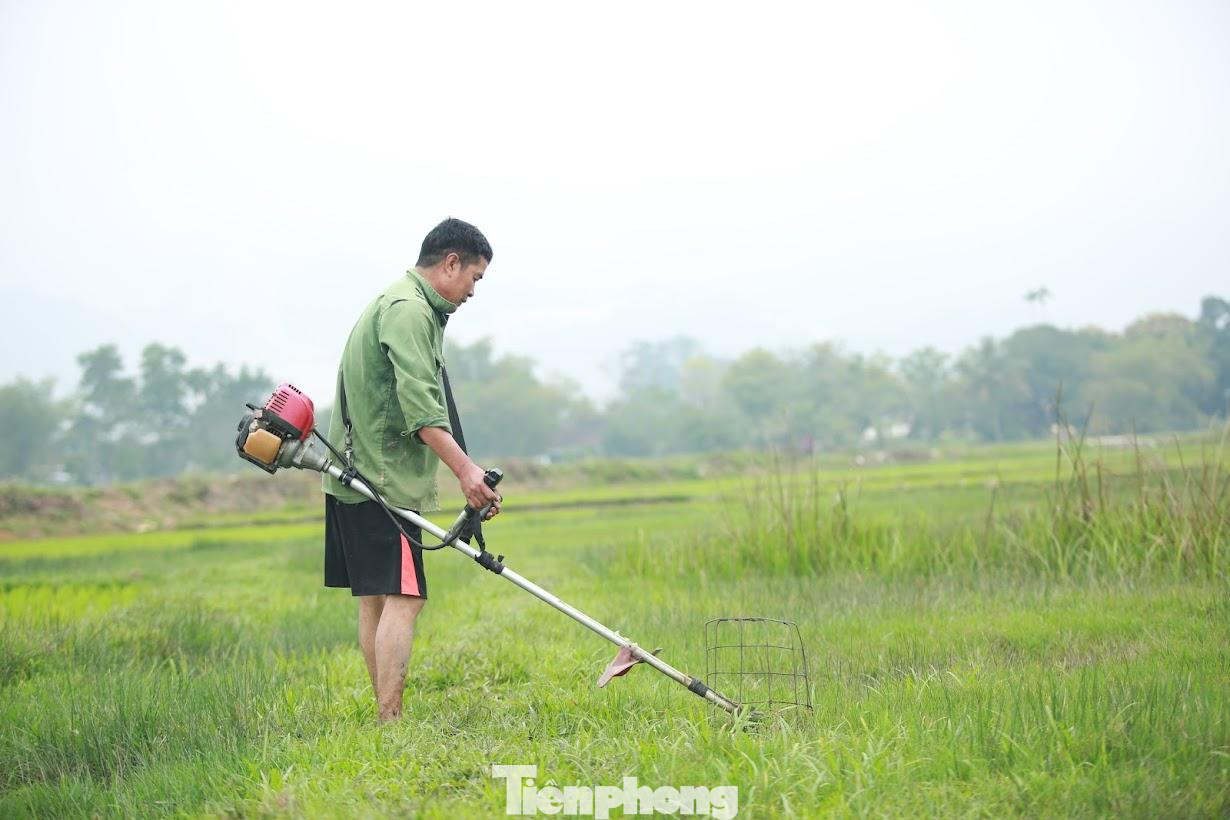 Ông Hoàng Văn Dũng (xã Thanh Khai, huyện Thanh Chương) cho hay, gia đình đã cấy lúa trong Tết. Tuy nhiên do ruộng lúa bị chuột cắn phá, nên sáng nay chị ra đồng nhổ tỉa những chỗ dày để cấy dặm vào những chỗ thưa, đồng thời cỏ được cắt sạch sẽ và đem về làm thức ăn cho gia súc, gia cầm.
