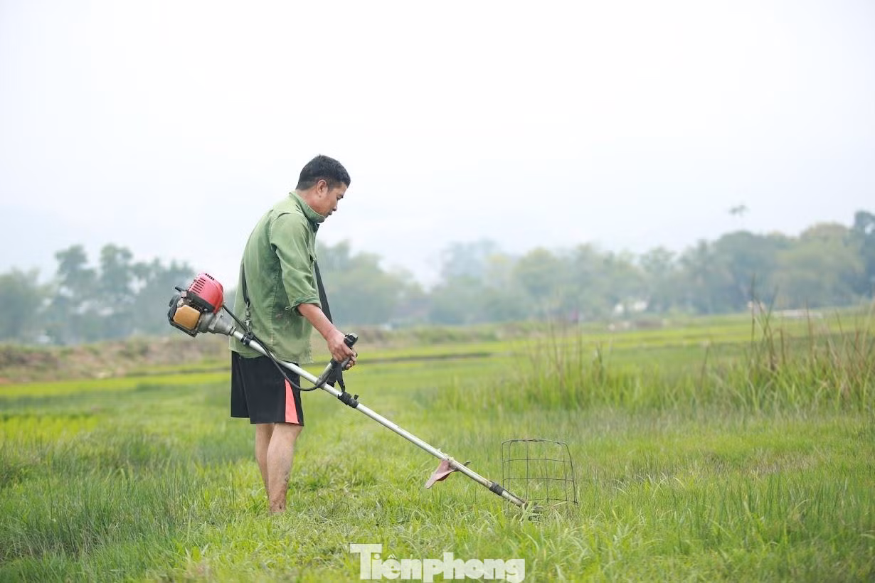 Ông Hoàng Văn Dũng (xã Thanh Khai, huyện Thanh Chương) cho hay, gia đình đã cấy lúa trong Tết. Tuy nhiên do ruộng lúa bị chuột cắn phá, nên sáng nay chị ra đồng nhổ tỉa những chỗ dày để cấy dặm vào những chỗ thưa, đồng thời cỏ được cắt sạch sẽ và đem về làm thức ăn cho gia súc, gia cầm.
