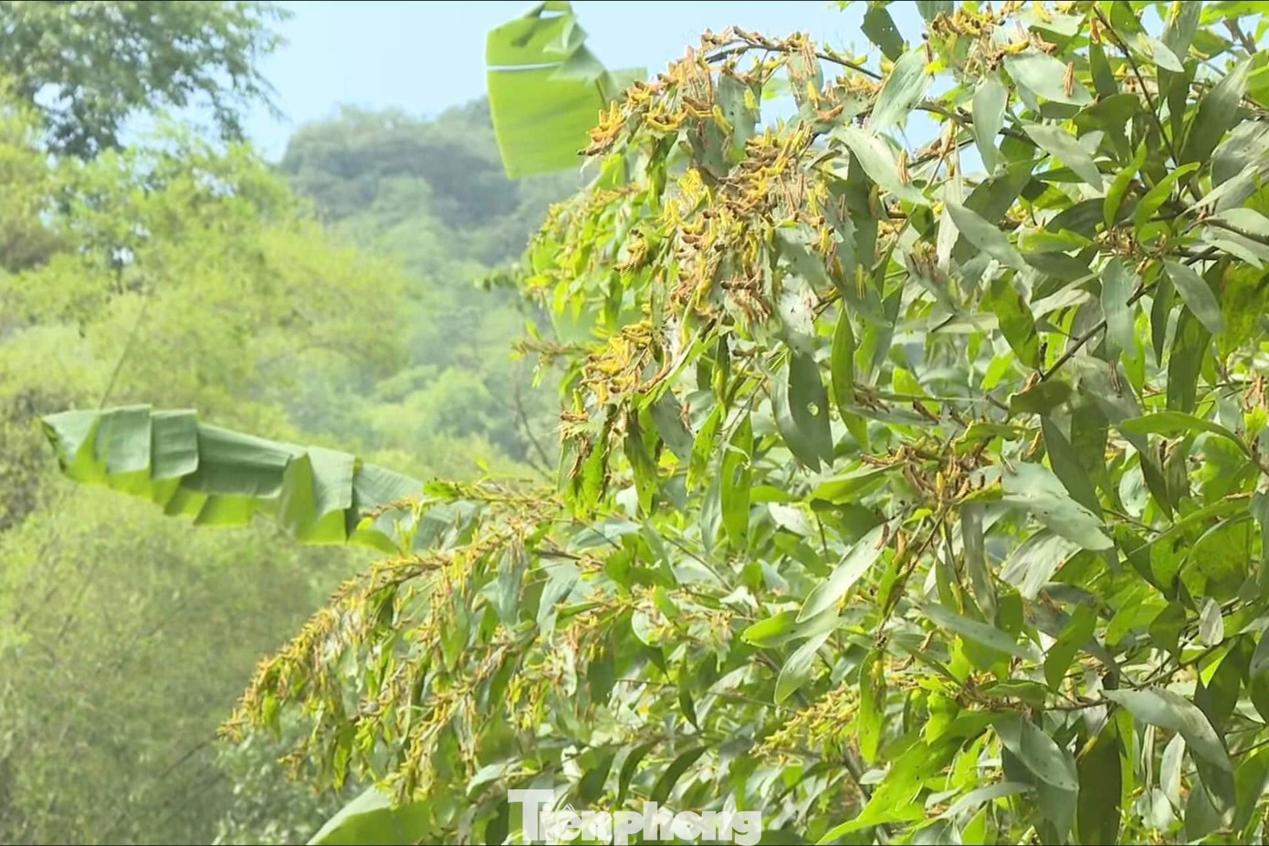 Không chỉ ăn tre, châu chấu còn tàn phá vườn cây của người dân. Không chỉ ăn tre, châu chấu còn tàn phá vườn cây của người dân.