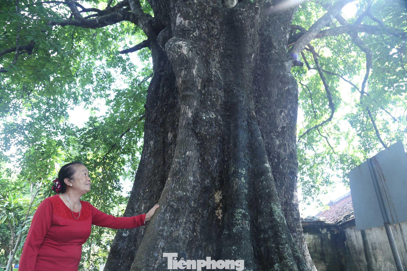 Cây thị có giá trị lớn về văn hóa, lịch sử, trở thành một chứng nhân sống động của các sự kiện cách mạng.