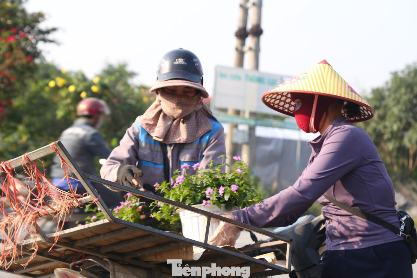 Anh Trần Văn Phú (chủ một vườn hoa, cây cảnh ở Kim Phúc) cho biết, với người trồng hoa, cây cảnh, Tết là thời điểm cung cấp số lượng lớn nhất ra thị trường và cũng là thời điểm mang lại khoản thu nhập cao nhất trong năm. Hiện, anh đã nhập về vườn gần 30 loại hoa, cây cảnh để phục vụ cho mùa hoa Tết. Hoa được lấy từ đủ các miền Bắc - Trung - Nam. “Những ngày thường chỉ có từ 1-2 công nhân làm việc. Còn dịp Tết, hàng về liên tục nên phải thuê thêm 4-5 người làm theo giờ, thời vụ. Tiền công trả tùy theo tính chất công việc”, anh Phú chia sẻ.