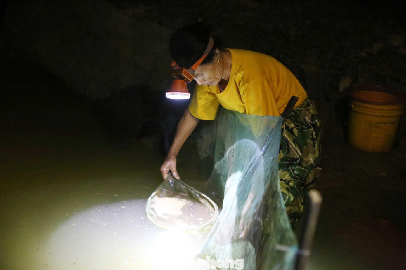 Rươi thường xuất hiện vào buổi tối hoặc nửa đêm về sáng. Chỉ trong một đêm, bà Phạm Thị Trâm (trú xóm Phú Xuân, xã Châu Nhân) thu hoạch được khoảng 7 kg rươi. Với giá bán tại ruộng gần 400.000/kg, bà Trâm đút túi gần 3 triệu đồng.
