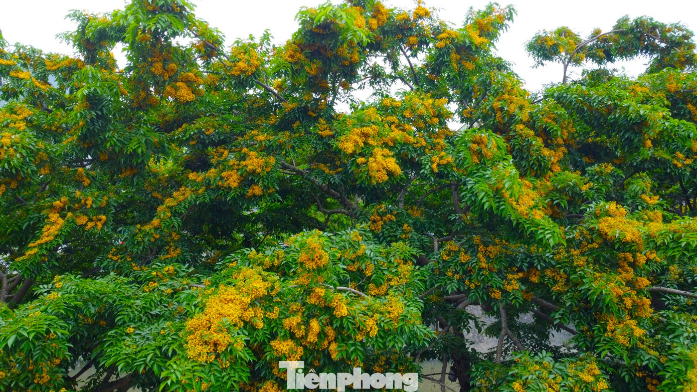 Hoa giáng hương chỉ rực vàng ít ngày