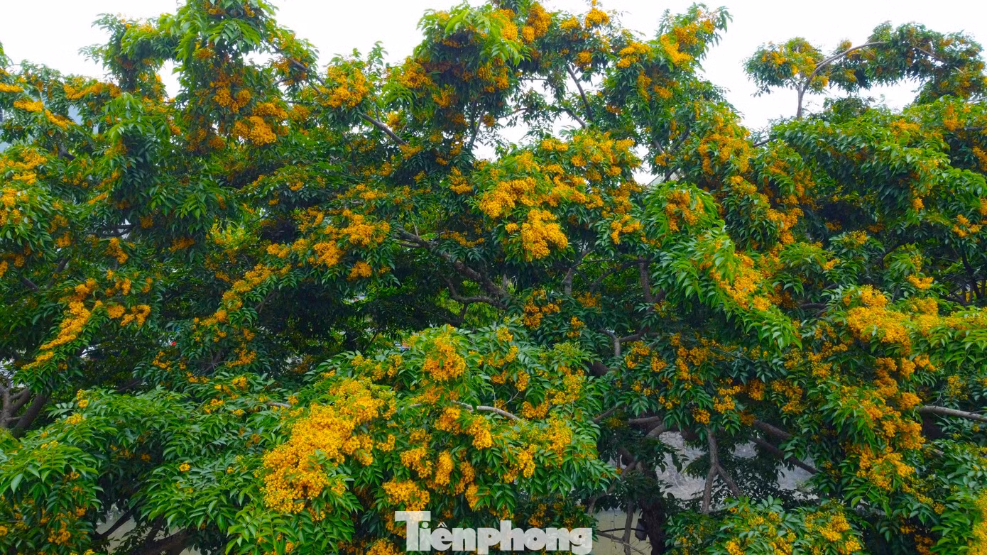Hoa giáng hương chỉ rực vàng ít ngày