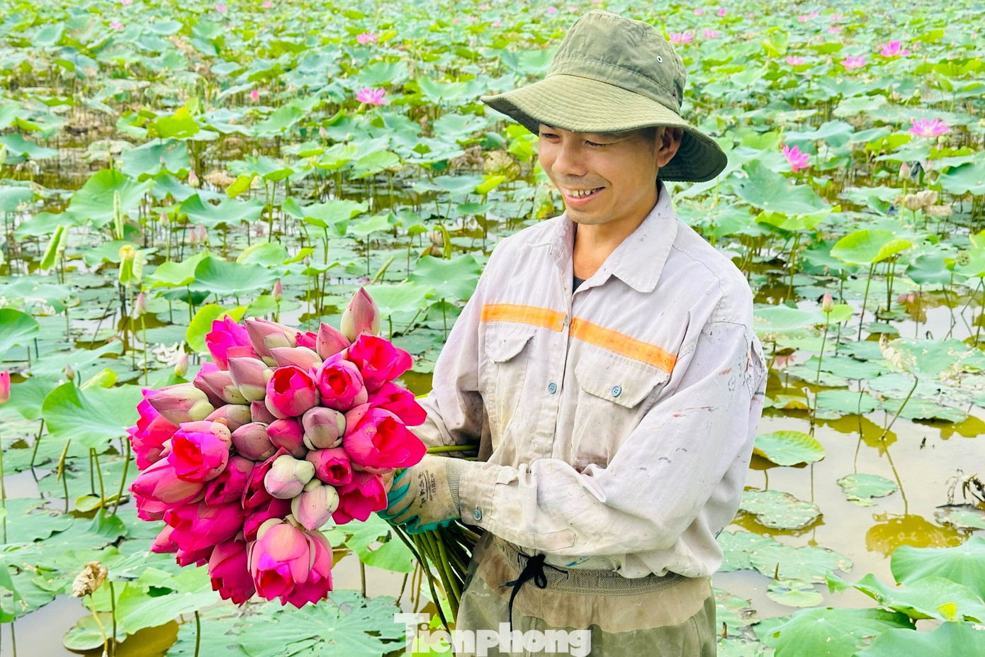 Anh Nguyễn Văn Ngà, người trồng sen ở Kim Liên cho biết, trước đây, gia đình có 3 sào trồng lúa nhưng hiệu quả kinh tế không cao. Thực hiện chủ trương của xã chuyển đổi sang trồng sen, nhờ được tập huấn kỹ thuật, chăm sóc đúng quy trình nên cây sen phát triển tốt, cho thu nhập ổn định. “Trồng sen đem lại hiệu quả kinh tế gấp 3 lần trồng lúa. Nhờ sen mà tôi có điều kiện nuôi các con ăn học, trưởng thành. Thời gian tới, gia đình tôi sẽ mở rộng diện tích trồng sen”, anh Ngà nói.