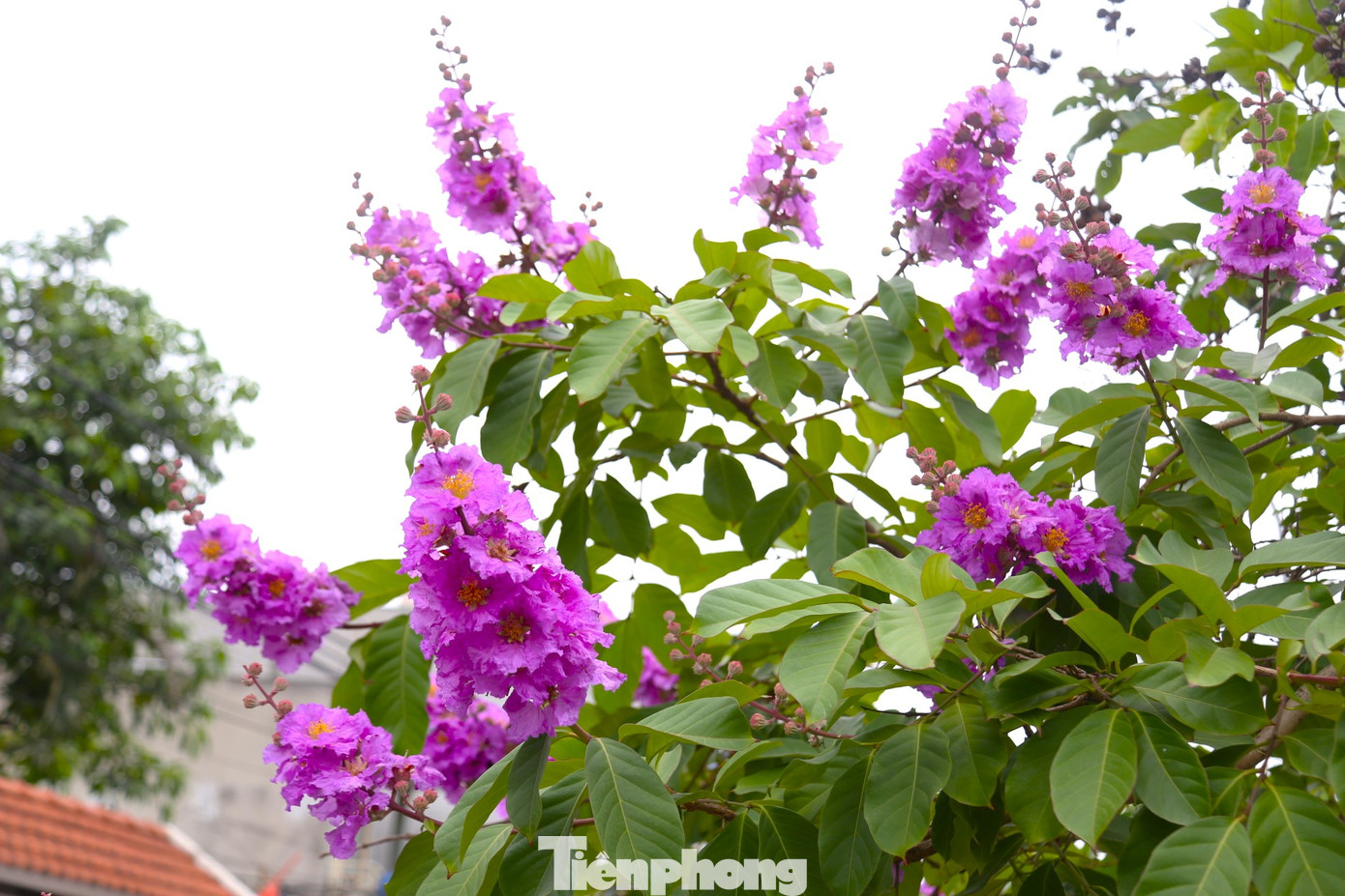 Ngoài màu hoa phổ biến là màu tím biếc, bằng lăng còn có màu tím phớt hồng hay tím phớt trắng.