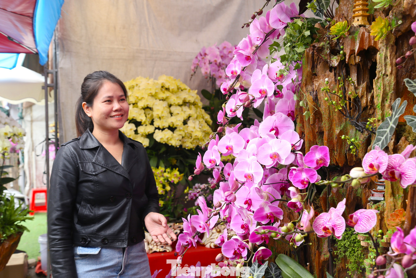 Theo phong thủy, lan hồ điệp có ý nghĩa mang ý nghĩa tài lộc, sung túc, may mắn, là lựa chọn lý tưởng để đón Tết. Với khả năng trưng bày lâu từ 1-2 tháng, lan hồ điệp được khách ưa chuộng.