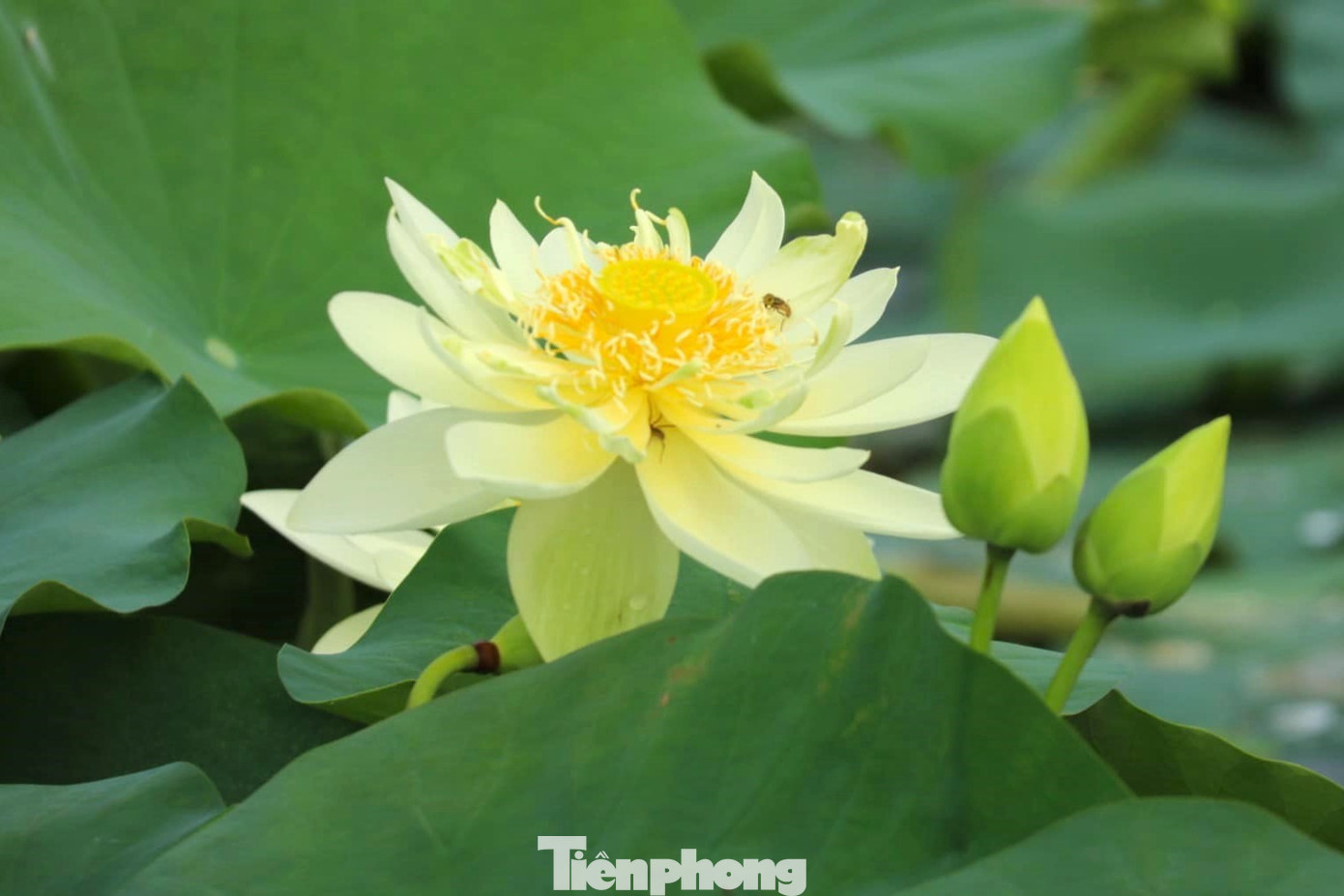 Ngoài giống sen thuần chủng vốn có từ lâu đời ở Kim Liên, hiện hợp tác xã Sen quê Bác đã đưa nhiều giống sen tốt ở các địa phương khác về trồng, tạo sự đa dạng của các loại sen trên quê Bác.