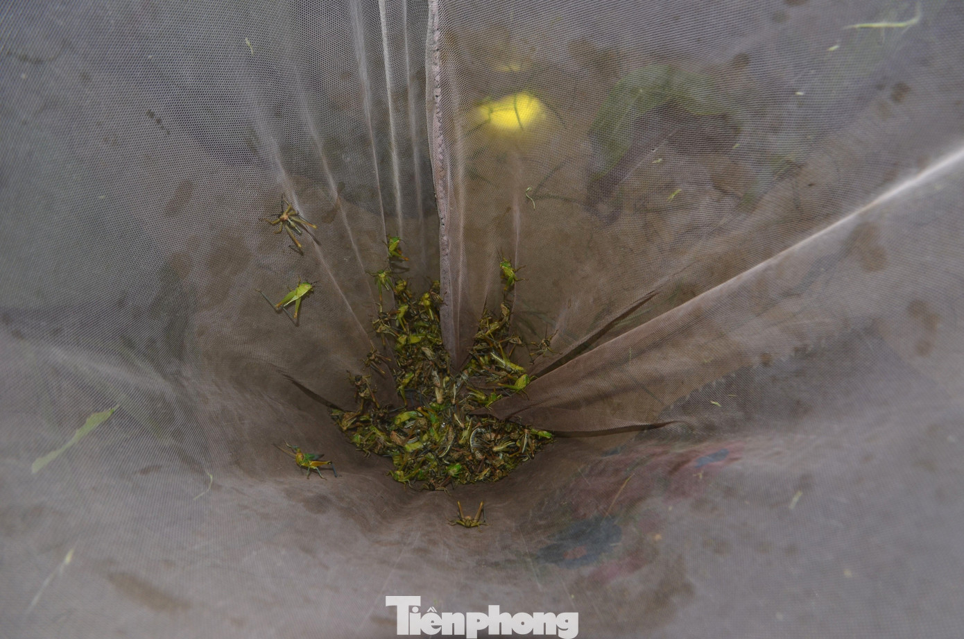 Cán bộ chuyên môn của Trung tâm Dịch vụ nông nghiệp huyện Tân Kỳ cho biết, châu chấu đang gây hại ở xã Nghĩa Bình là loại châu chấu lưng vàng hại tre. Loại châu chấu lưng vàng hại tre này chủ yếu sống trên rừng tre, mét, nứa, chúng ăn trụi lá làm cho cây trơ cành, khô héo và chết. Khi hết thức ăn chúng sẽ di chuyển đến phá hại trên các cây trồng khác như ngô, mía, cỏ chăn nuôi...