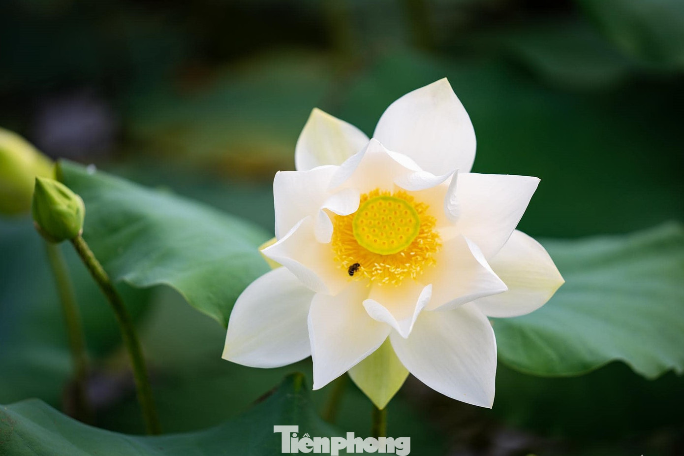 Những bông sen khoe sắc.