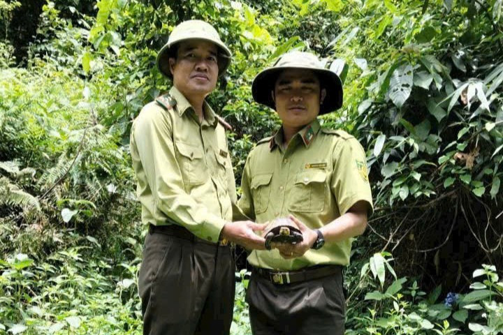 Thả cá thể rùa hộp trán vàng về rừng