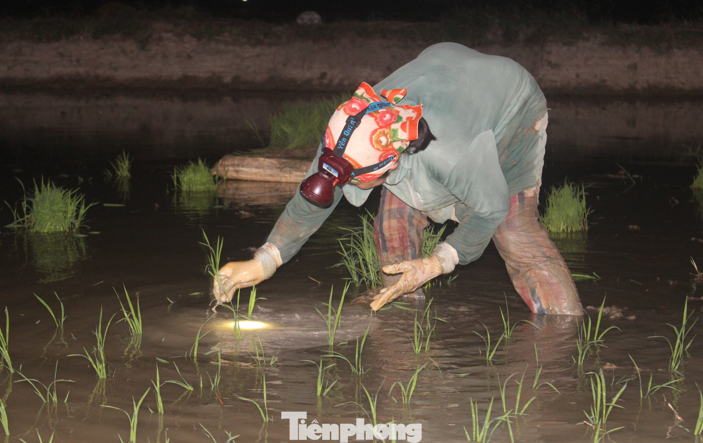Người dân đội đèn pin đội đầu soi từng lối nhỏ để cấy lúa.
