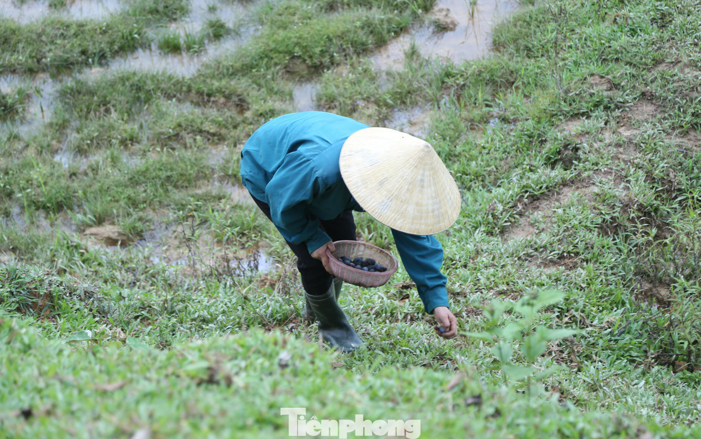 Công việc nhặt trám không quá vất vả nhưng lại mang lại nguồn thu nhập khá cho người dân.