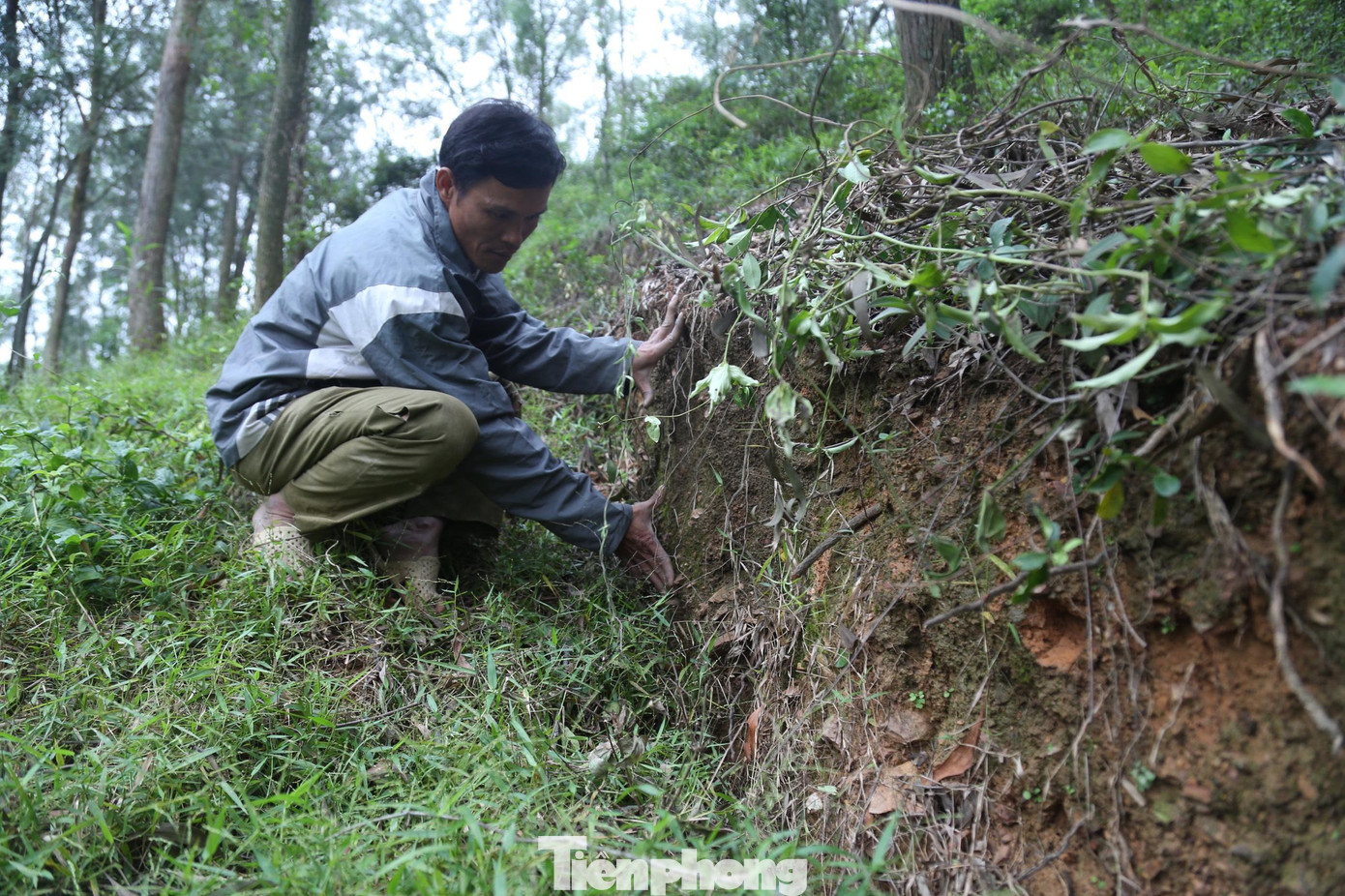 Anh Ngô Minh Hùng (trú xóm Phú Thành, xã Hưng Thành) cho biết: “Vết nứt dài trên núi xuất hiện từ tháng 8/2020. Mỗi khi có mưa, vết nứt lại dài thêm một ít, sụt lún thêm một ít. Vừa qua, mưa lớn làm đất đá sạt xuống, cây cối bổ xiên xẹo. Nhà tôi ở ngay dưới chân núi, nếu sạt lở sẽ vùi lấp cả nhà”. Anh Ngô Minh Hùng (trú xóm Phú Thành, xã Hưng Thành) cho biết: “Vết nứt dài trên núi xuất hiện từ tháng 8/2020. Mỗi khi có mưa, vết nứt lại dài thêm một ít, sụt lún thêm một ít. Vừa qua, mưa lớn làm đất đá sạt xuống, cây cối bổ xiên xẹo. Nhà tôi ở ngay dưới chân núi, nếu sạt lở sẽ vùi lấp cả nhà”.