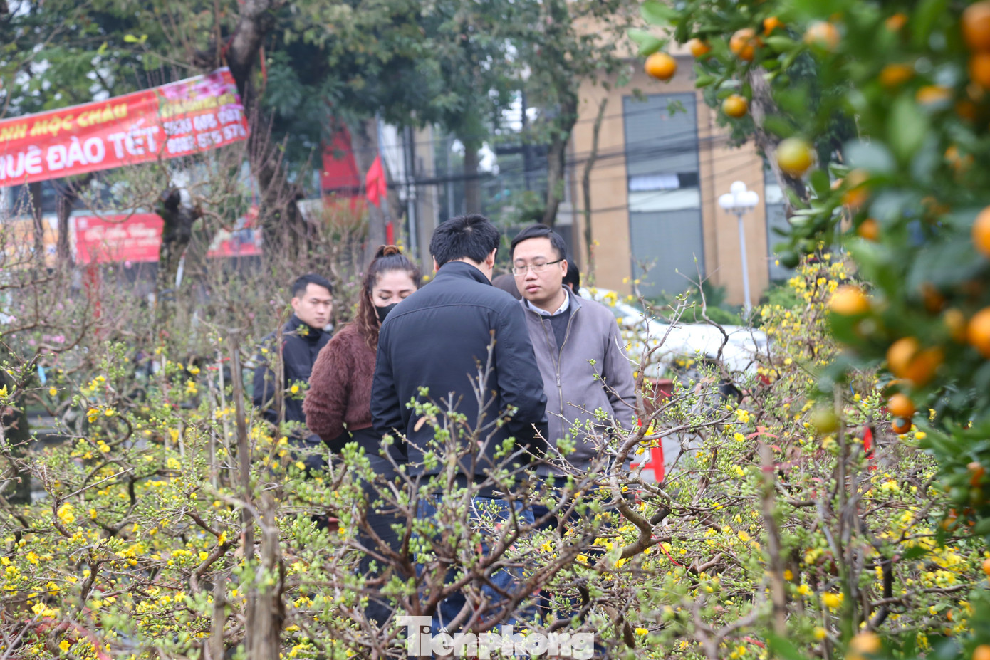 Người dân đi đường ghé lại xem, chọn mua mai về chưng Tết.