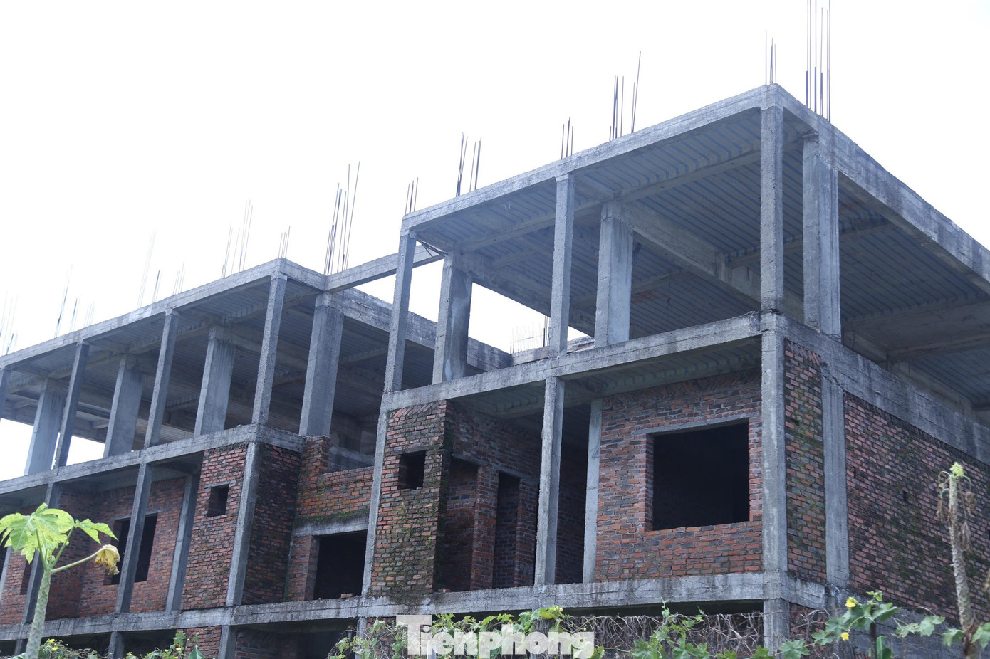 Thiết kế được phê duyệt khu nhà ký túc xá cho sinh viên có quy mô 5 tầng gồm 2 dãy nhà, hiện mới thi công phần thô được 1 dãy nhưng xây đến tầng 3 rồi bỏ dở, rêu mốc và dây leo bám chằng chịt. Thiết kế được phê duyệt khu nhà ký túc xá cho sinh viên có quy mô 5 tầng gồm 2 dãy nhà, hiện mới thi công phần thô được 1 dãy nhưng xây đến tầng 3 rồi bỏ dở, rêu mốc và dây leo bám chằng chịt.