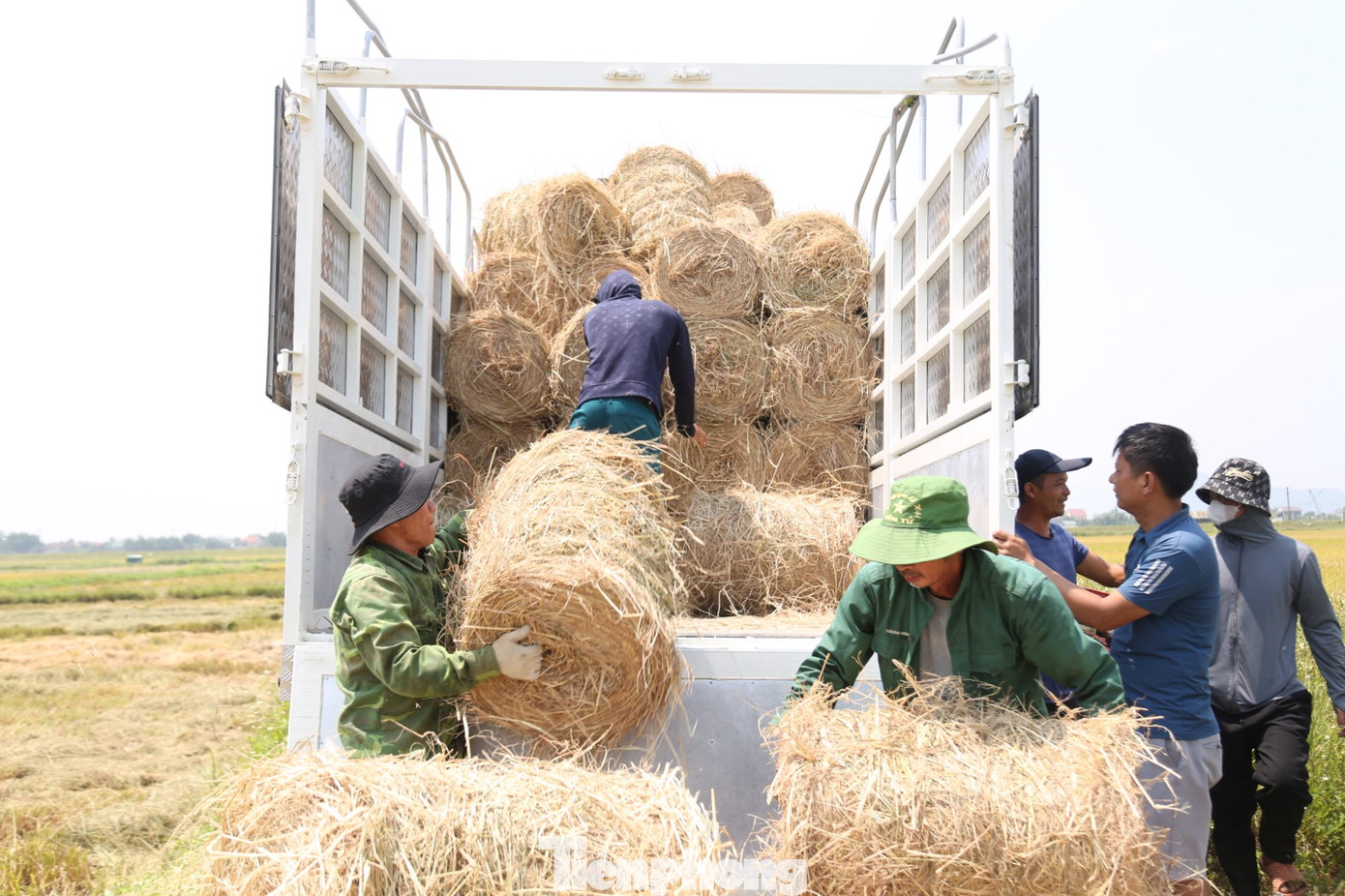 Rơm cuộn được đưa lên các xe tải lớn vận chuyển đi các tỉnh phía Bắc.