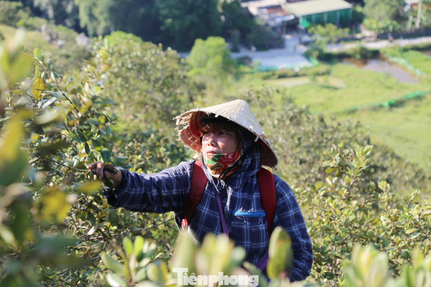 Chị Nguyễn Sỹ Thương (trú xóm 4, xã Hưng Nghĩa) cho biết, hơn 1 tuần này chị lên rừng để hái sim. Một mùa sim chị thu nhập được vài triệu đồng.