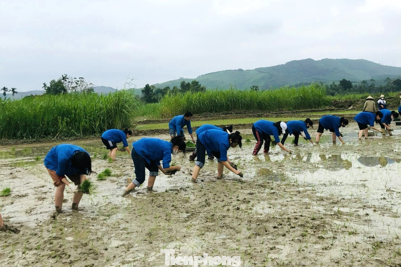 “Áo xanh” chân trần, không quản ngại bùn đất lầy lội, nhiệt tình cấy lúa.