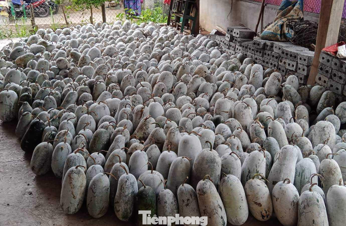 Bí xanh chất đầy góc nhà, giá chỉ 5.000 đồng/kg cũng không có người mua