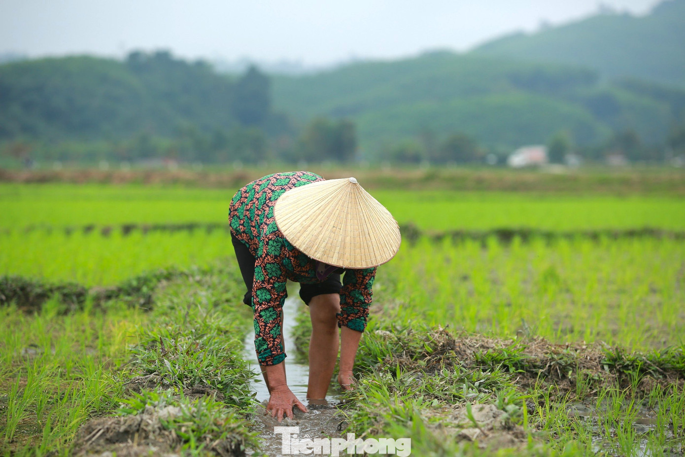 Một số ruộng do nằm ở vị trí đất cao, đã bị cạn nước, người dân phải khơi thông nguồn nước vào ruộng.