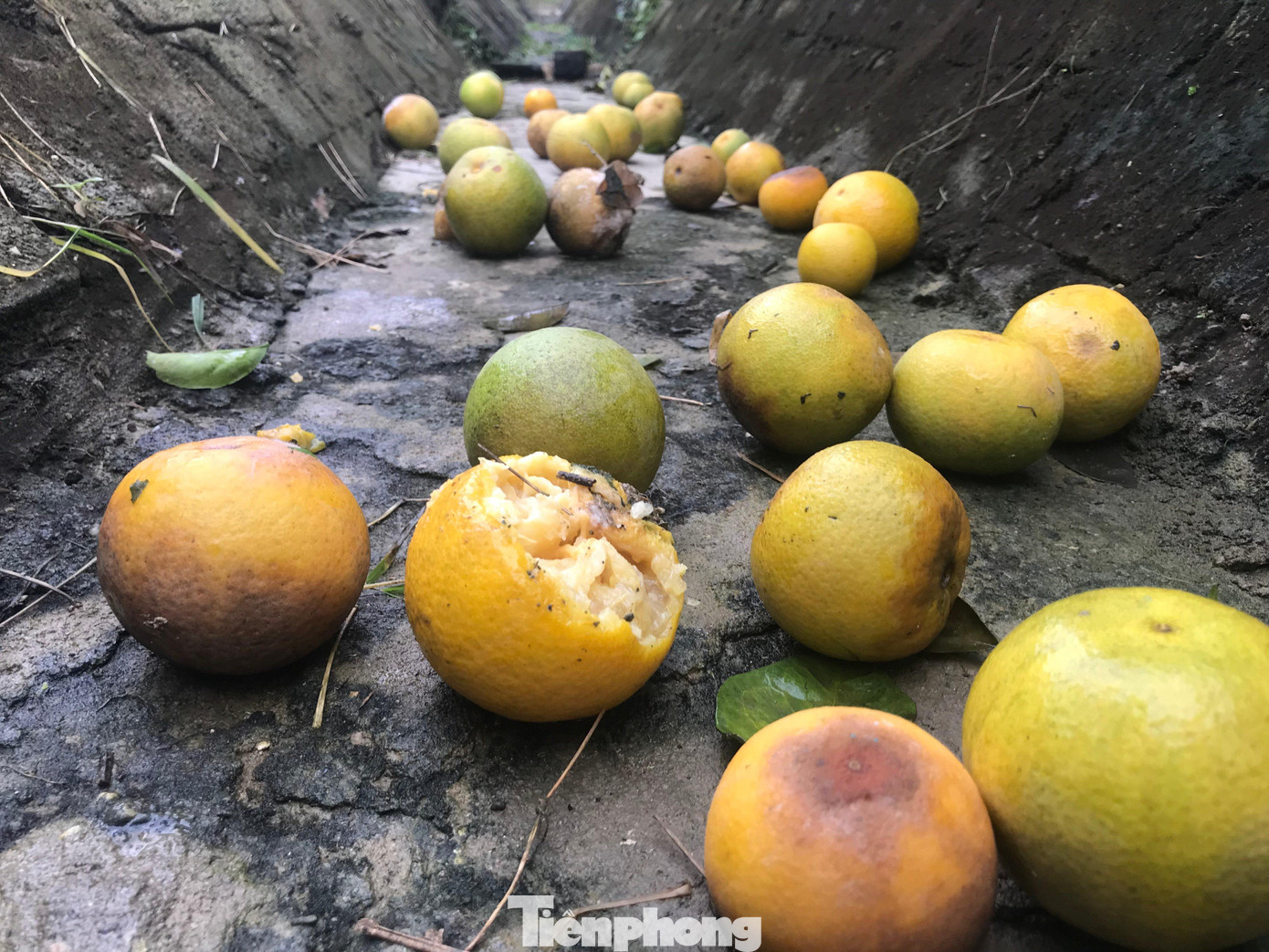 Nhiều quả rụng lâu ngày, không kịp nhặt nên thối mốc. Đây cũng là tình trạng chung của những hộ dân trồng cam Xã Đoài ở Nghi Diên. Nhiều quả rụng lâu ngày, không kịp nhặt nên thối mốc. Đây cũng là tình trạng chung của những hộ dân trồng cam Xã Đoài ở Nghi Diên.