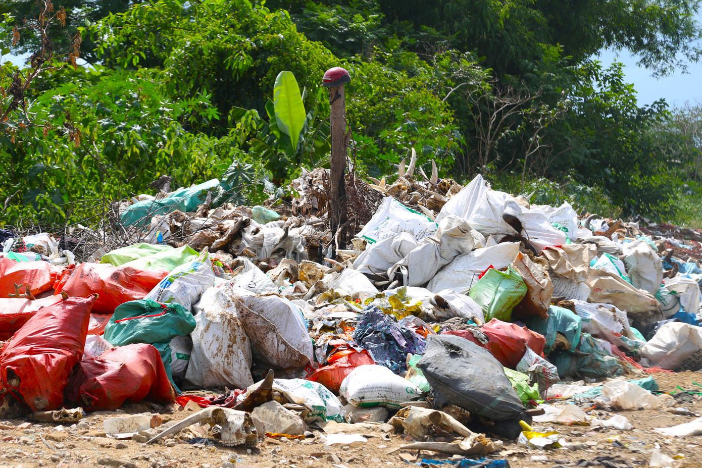 "Nghĩa địa" đầu bò ở Nghệ An "Nghĩa địa" đầu bò ở Nghệ An