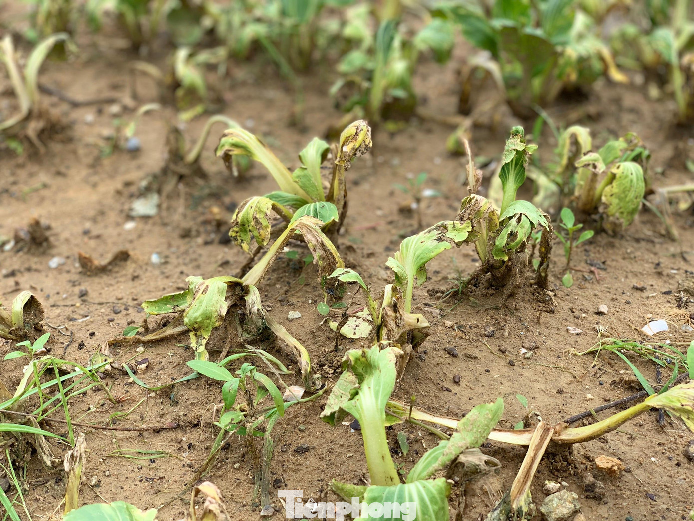 Diện tích lớn rau cải cũng bị hư hỏng nặng Diện tích lớn rau cải cũng bị hư hỏng nặng